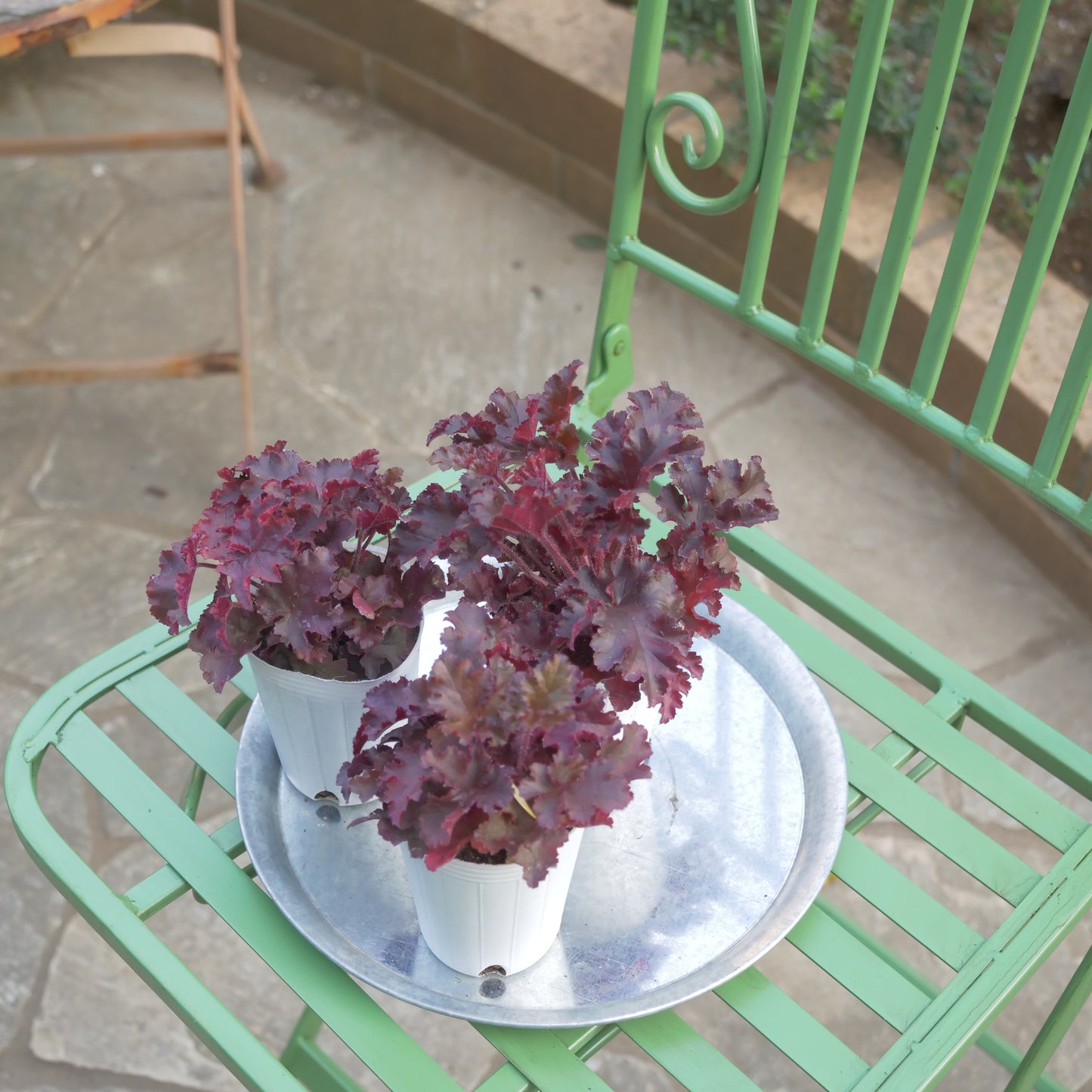 秋冬の花壇、寄せ植えにおススメ。ヒューケラ メルティングファイヤー