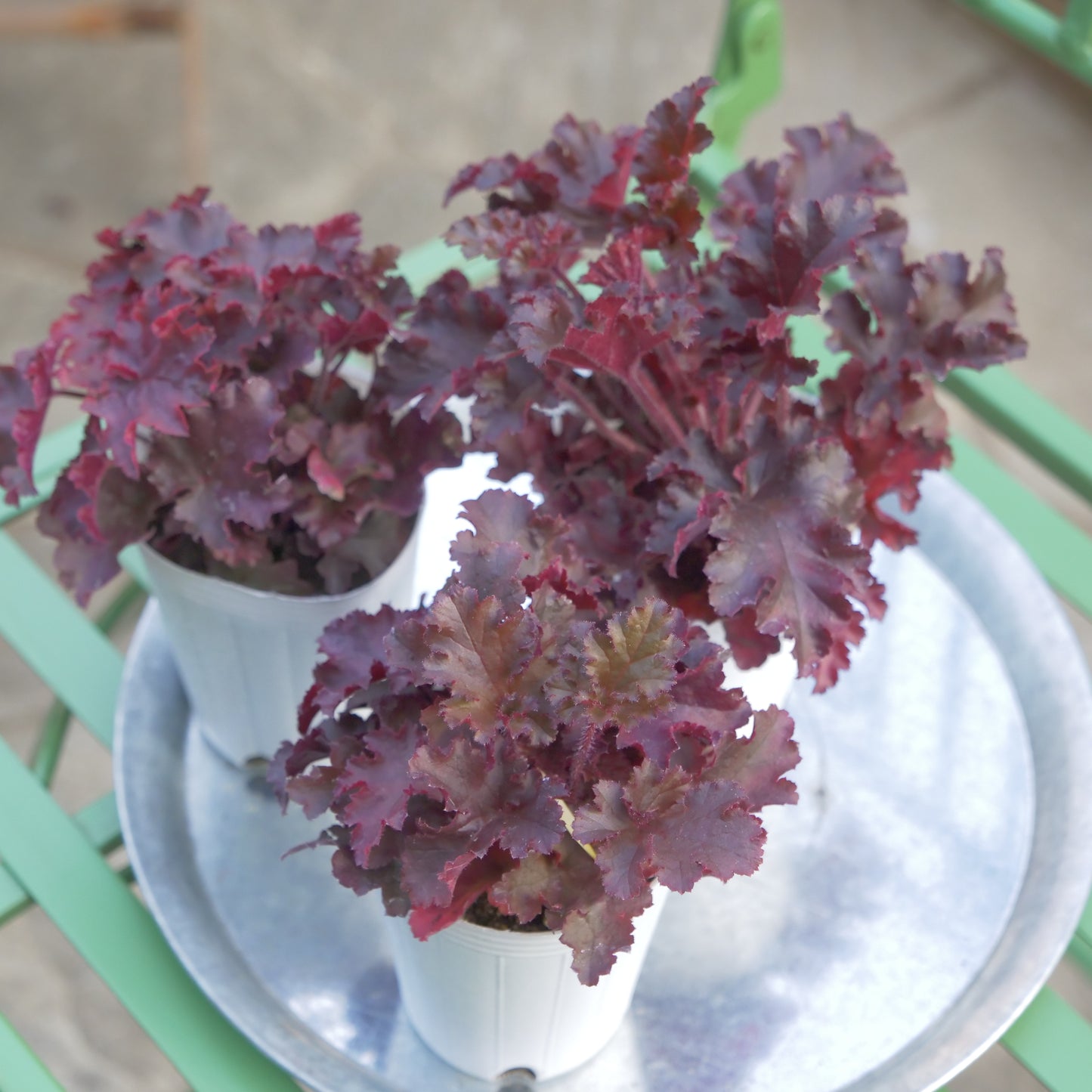 秋冬の花壇、寄せ植えにおススメ。ヒューケラ メルティングファイヤー