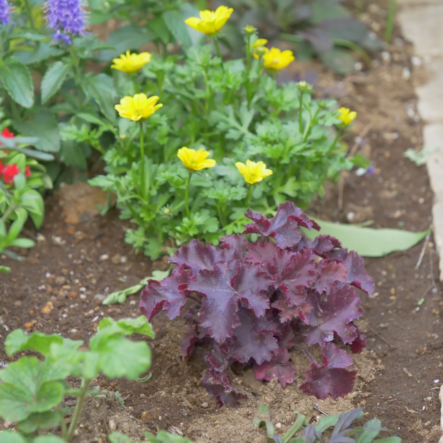 秋冬の花壇、寄せ植えにおススメ。ヒューケラ メルティングファイヤー