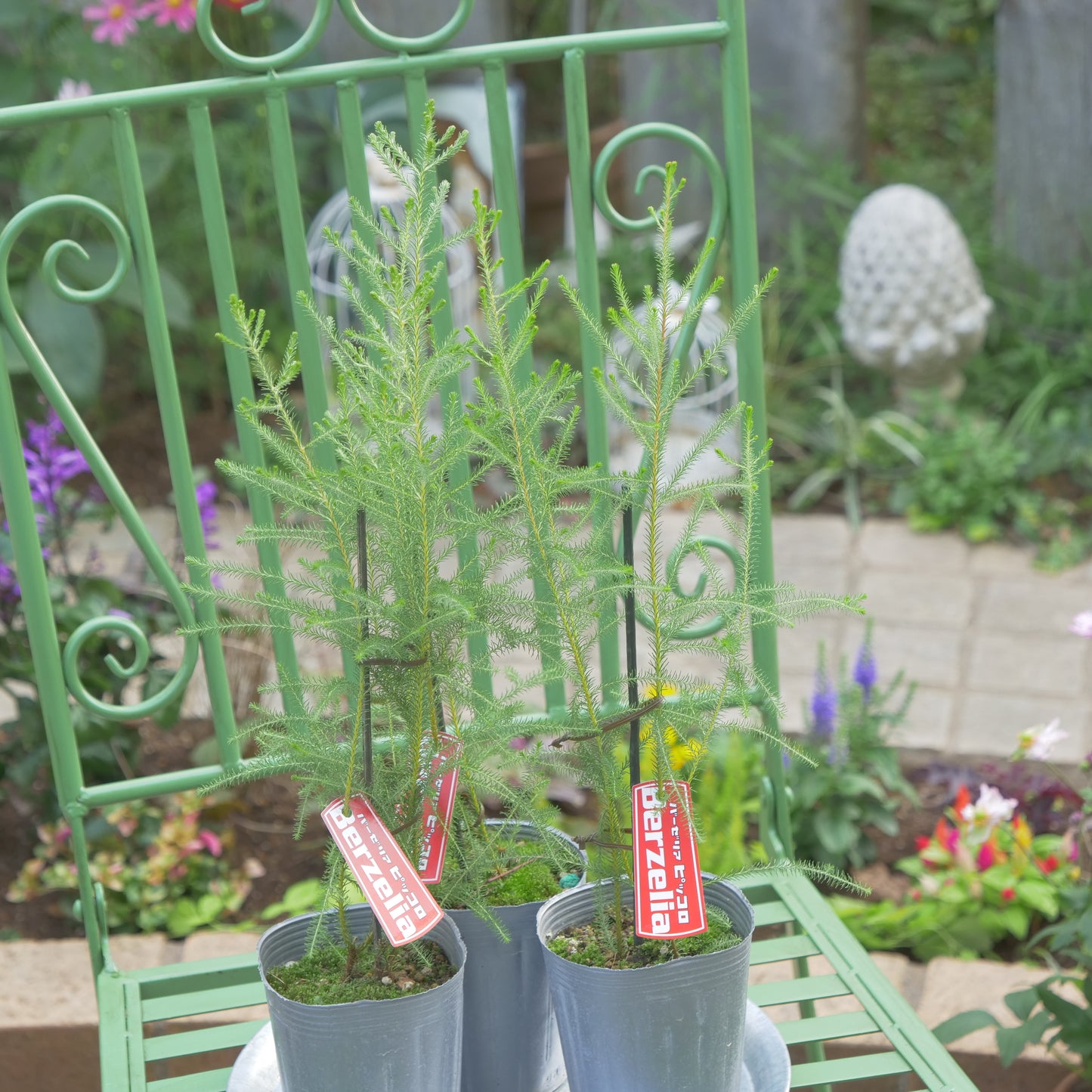 秋冬の冬の寄せ植えにおススメ バーゼリア ピッコロ