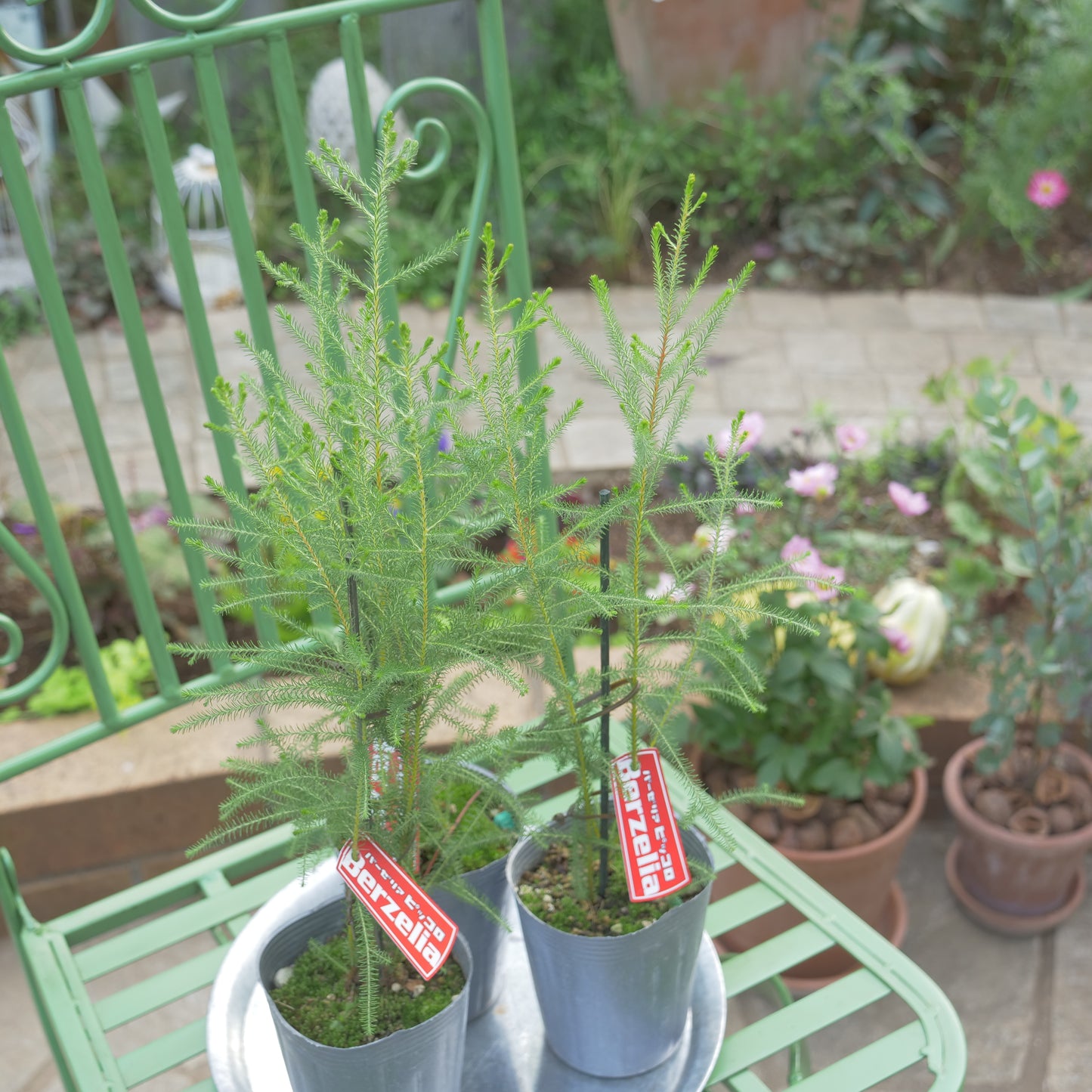 秋冬の冬の寄せ植えにおススメ バーゼリア ピッコロ