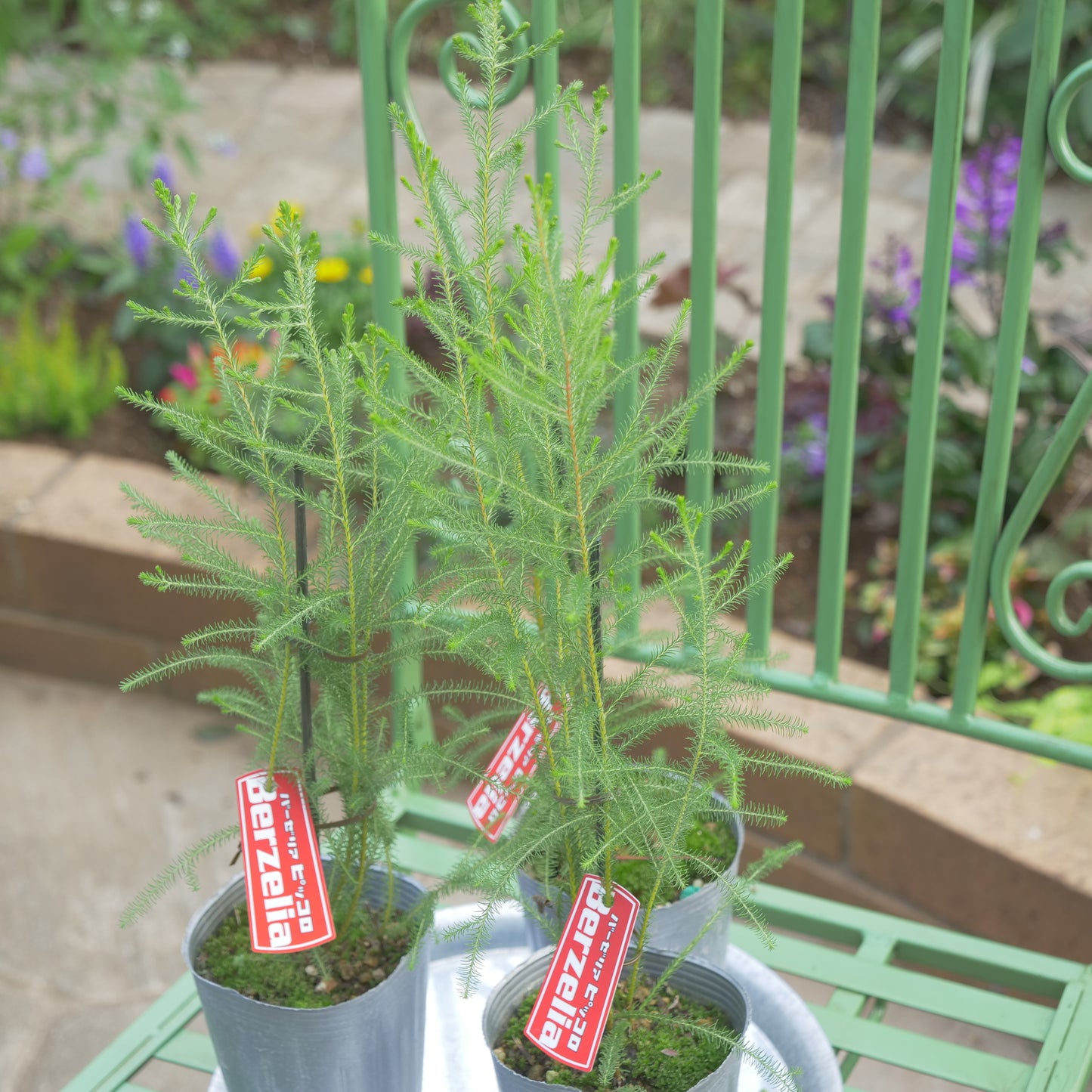 秋冬の冬の寄せ植えにおススメ バーゼリア ピッコロ