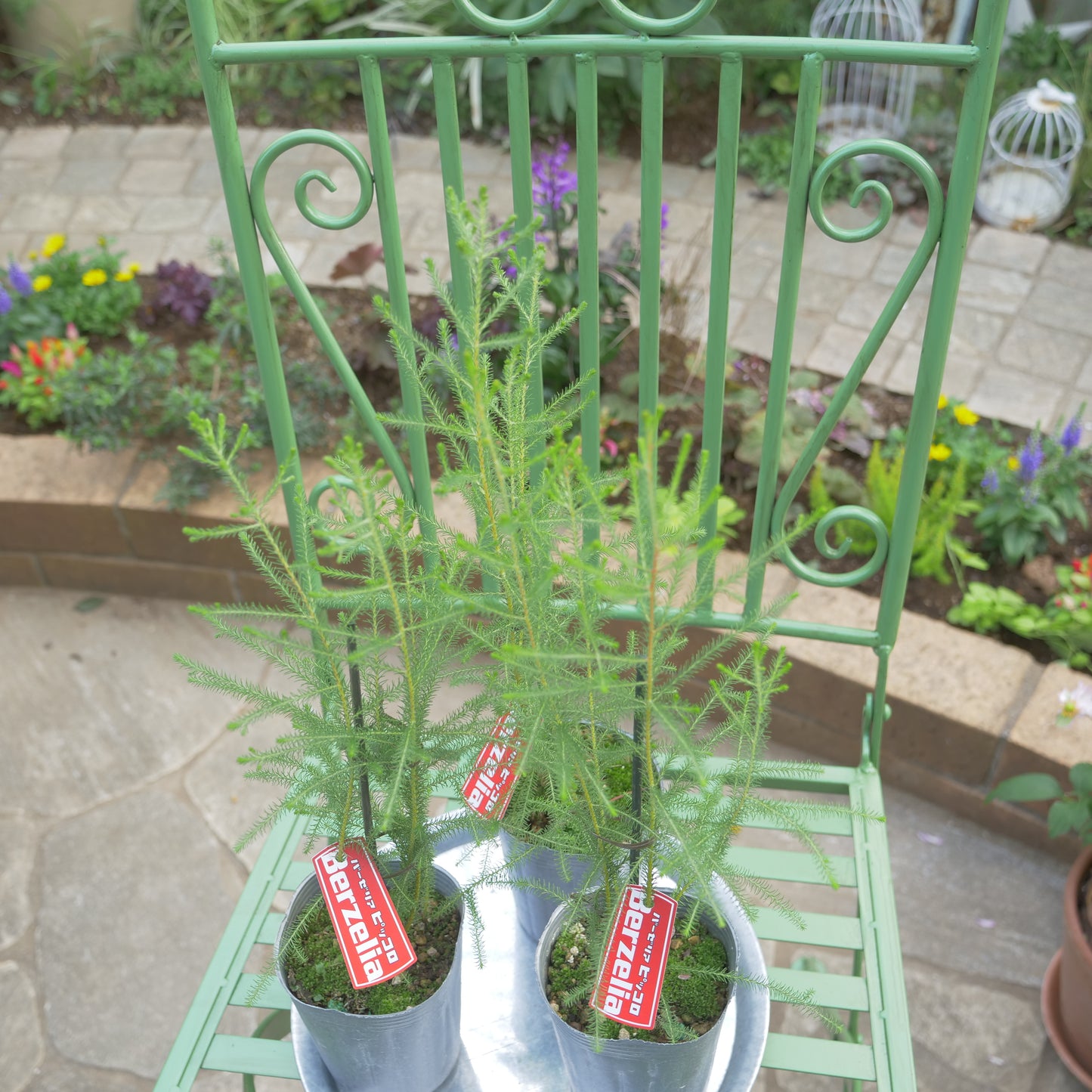 秋冬の冬の寄せ植えにおススメ バーゼリア ピッコロ