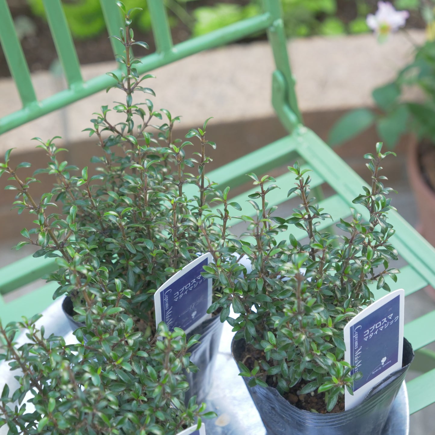 寄せ植えにおススメ コプロスマ マタイマジック