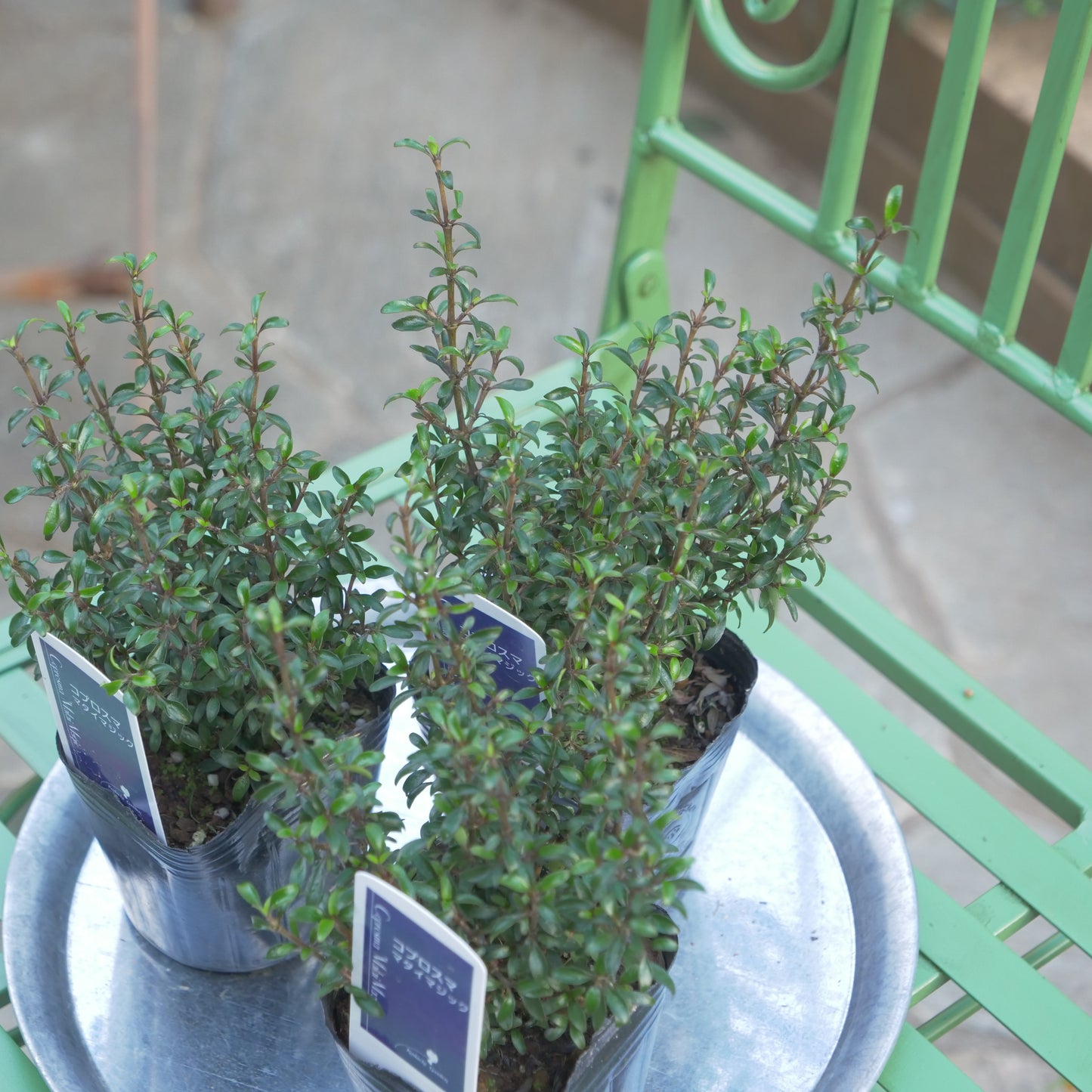 寄せ植えにおススメ コプロスマ マタイマジック
