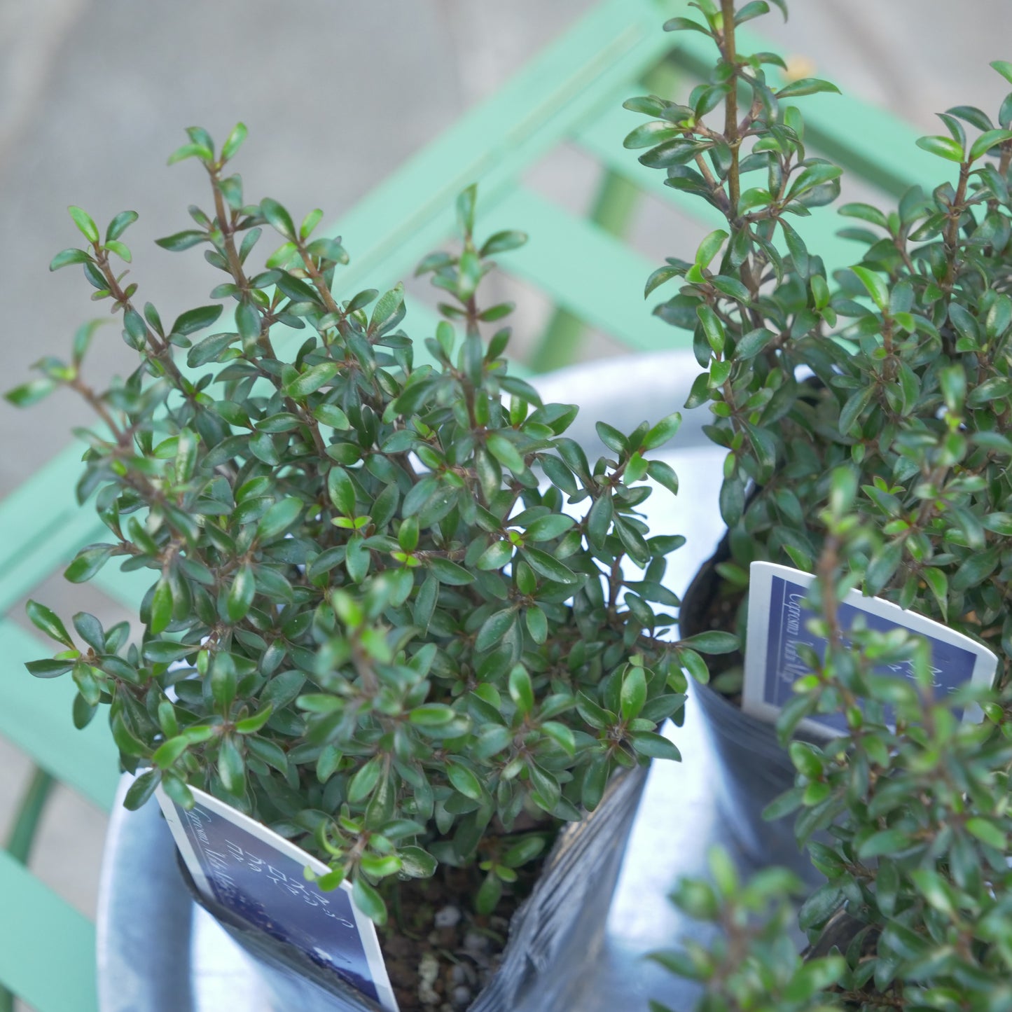 寄せ植えにおススメ コプロスマ マタイマジック