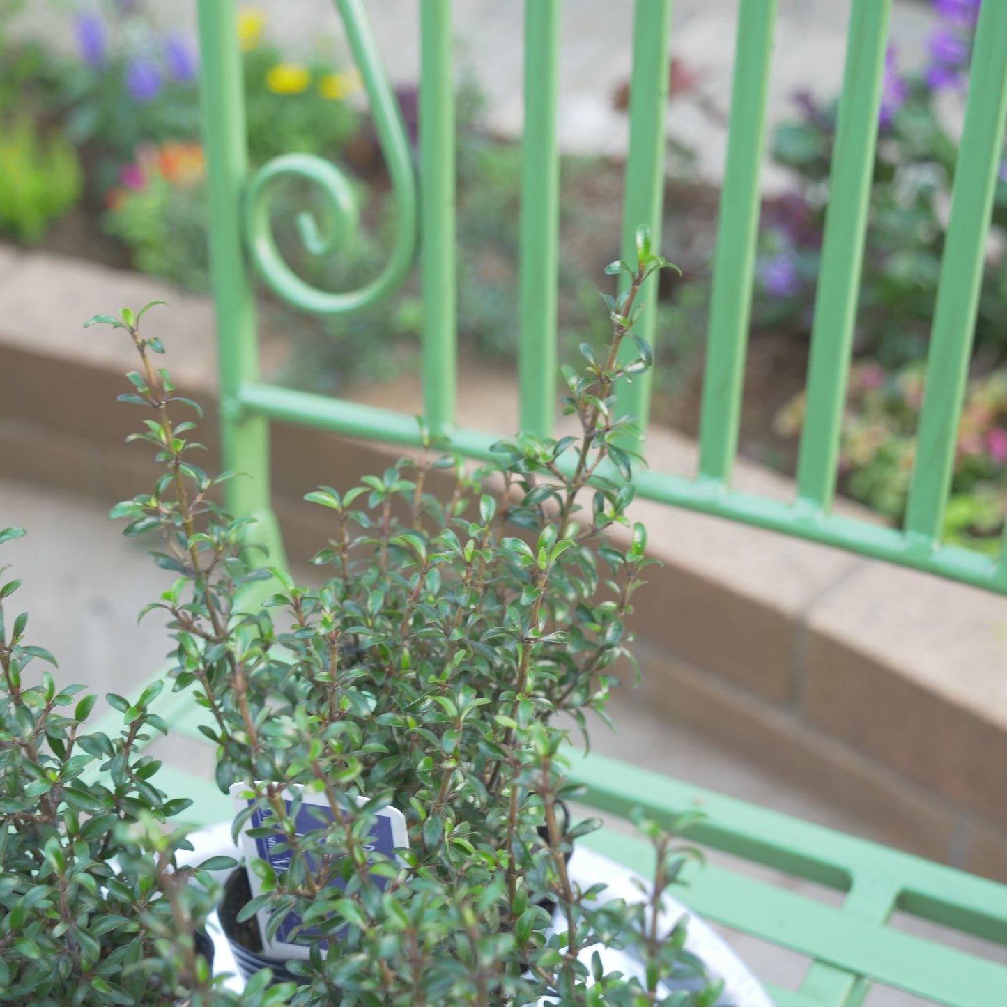 寄せ植えにおススメ コプロスマ マタイマジック
