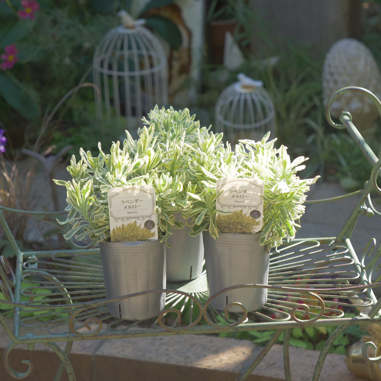 寄せ植えに ラベンダーメルロー