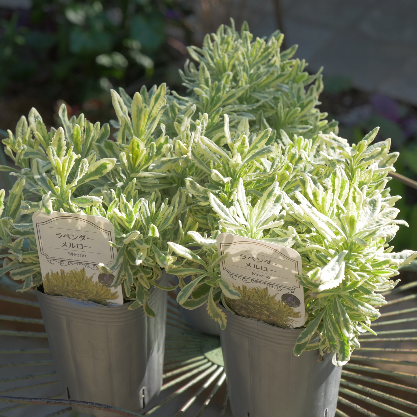 寄せ植えに ラベンダーメルロー
