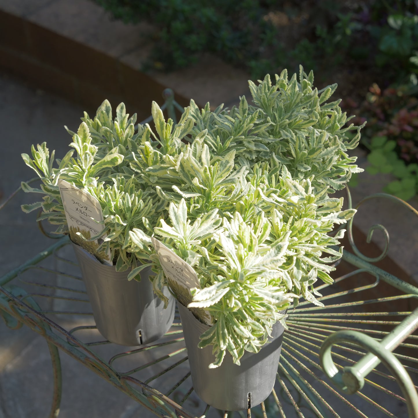 寄せ植えに ラベンダーメルロー