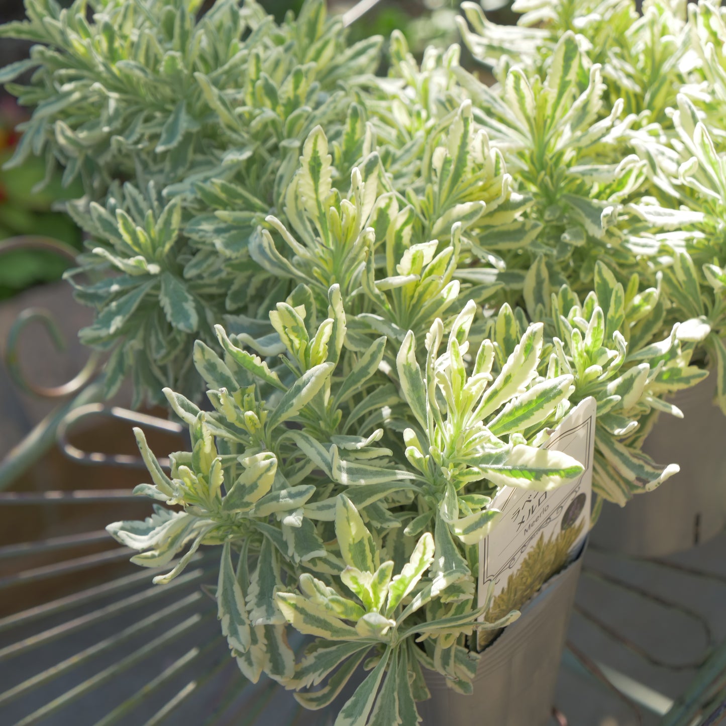 寄せ植えに ラベンダーメルロー