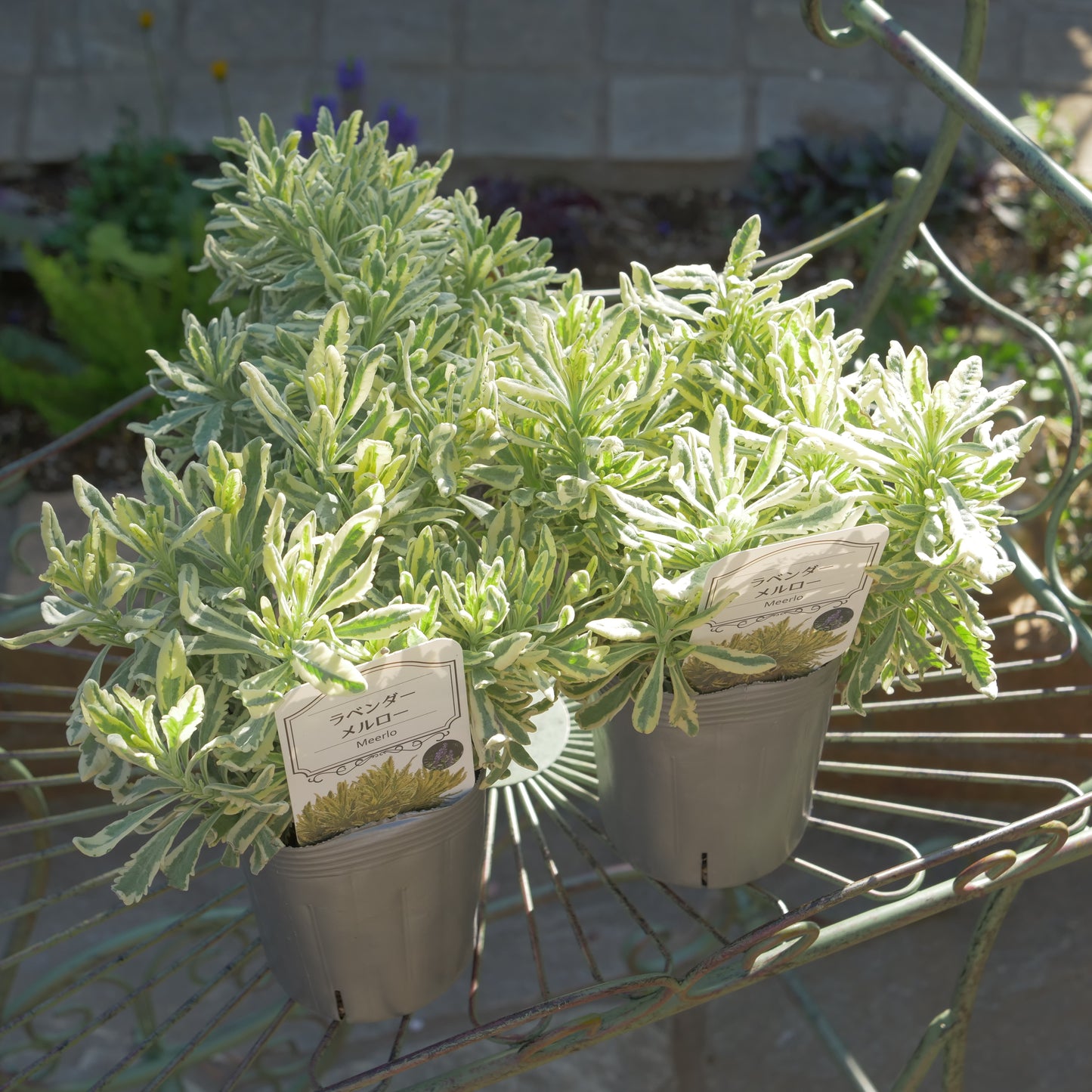 寄せ植えに ラベンダーメルロー