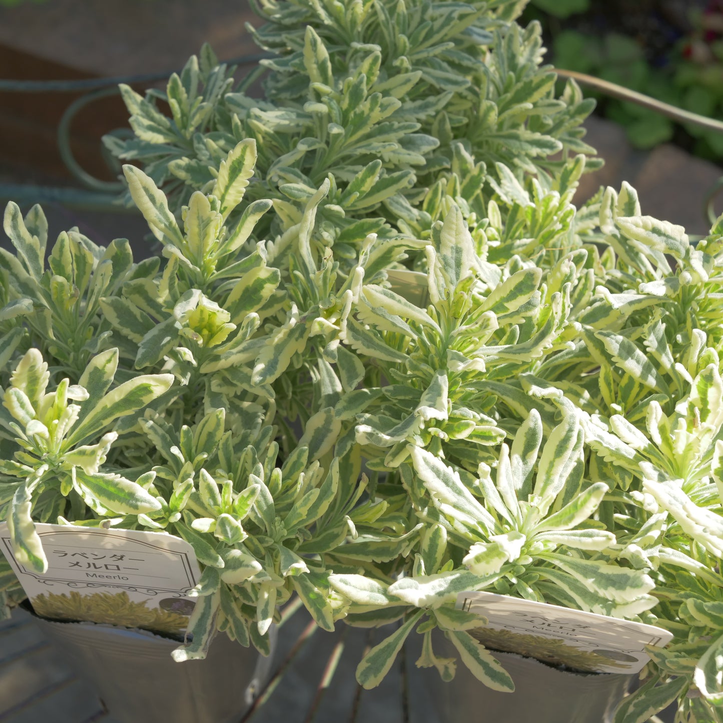 寄せ植えに ラベンダーメルロー