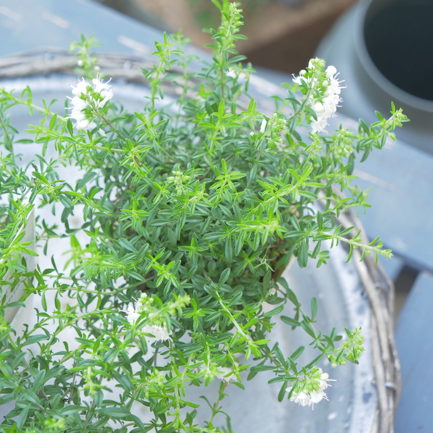 寄せ植えにおススメ 奥田園芸さん生産 サツレジャ モンタナ