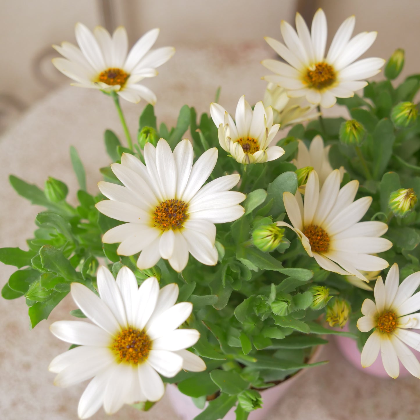 寄せ植えeasyシリーズ。花越さんのアリッサム(4分割できます)【アプリコットピンク】