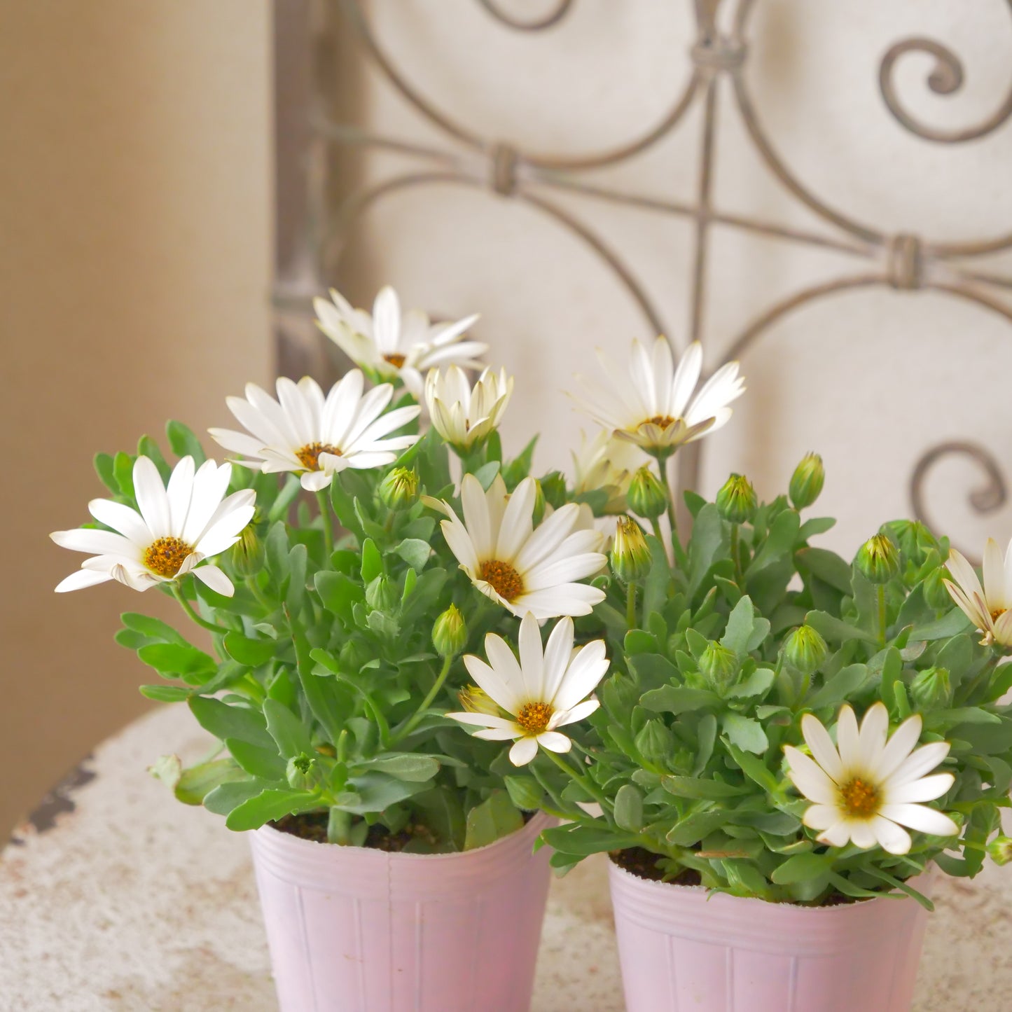 寄せ植えeasyシリーズ。花越さんのアリッサム(4分割できます)【アプリコットピンク】