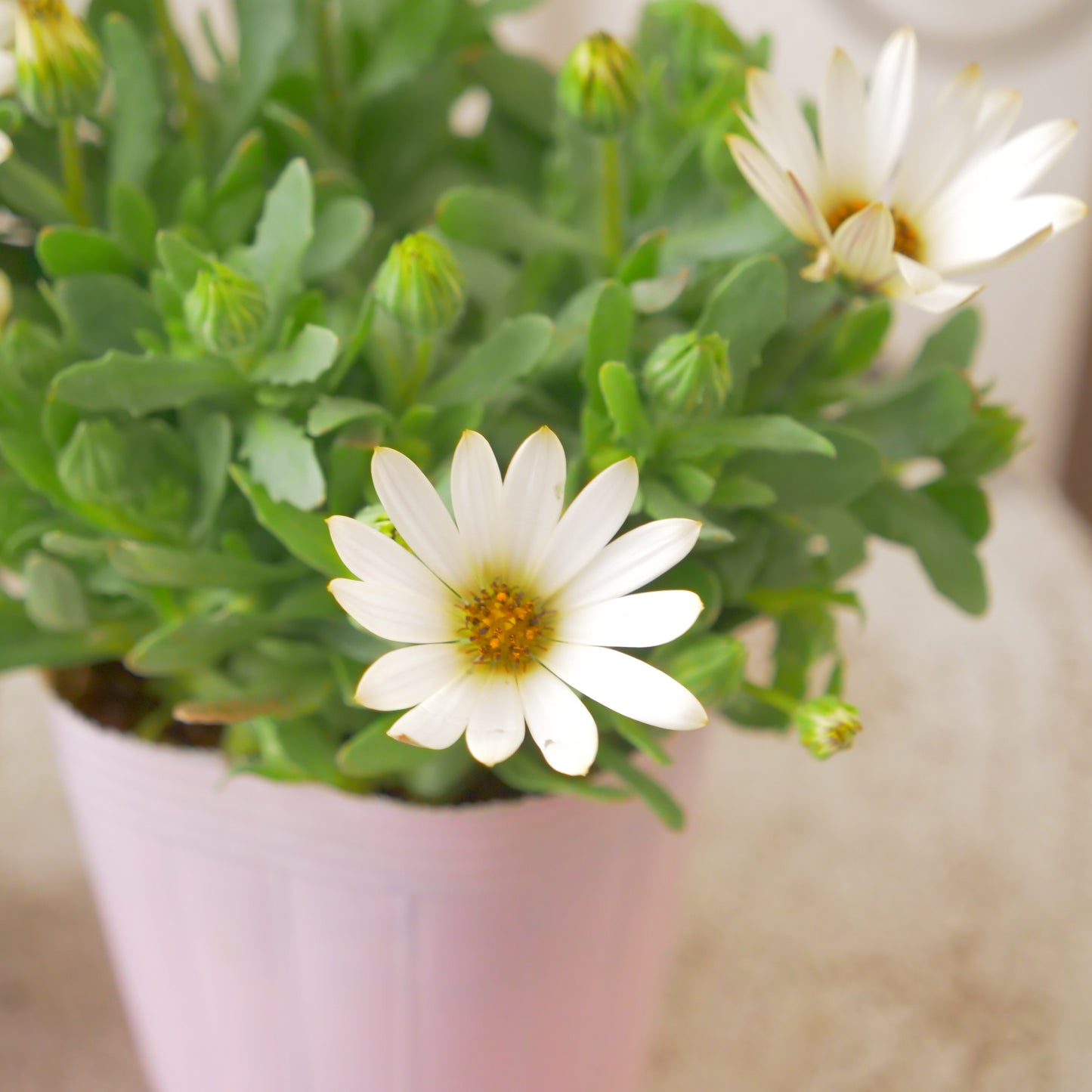 寄せ植えeasyシリーズ。花越さんのアリッサム(4分割できます)【アプリコットピンク】