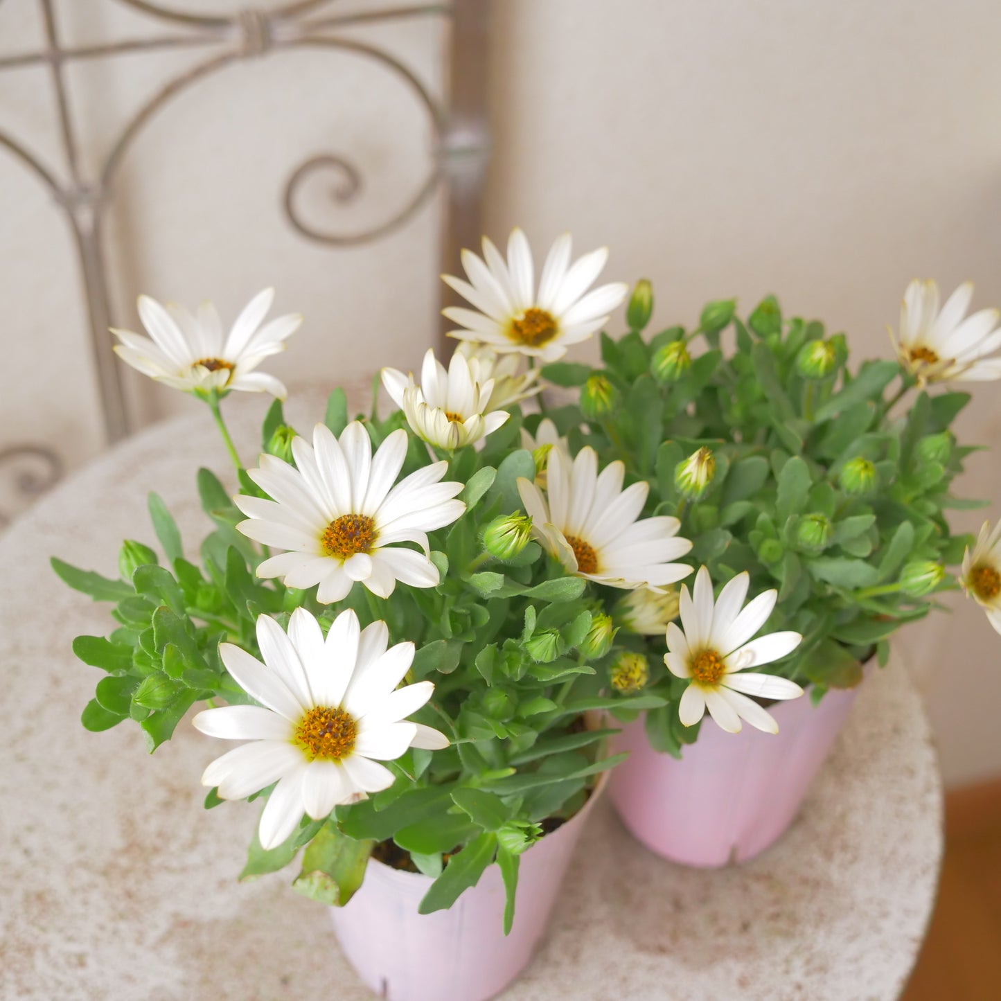 寄せ植えeasyシリーズ。花越さんのアリッサム(4分割できます)【アプリコットピンク】