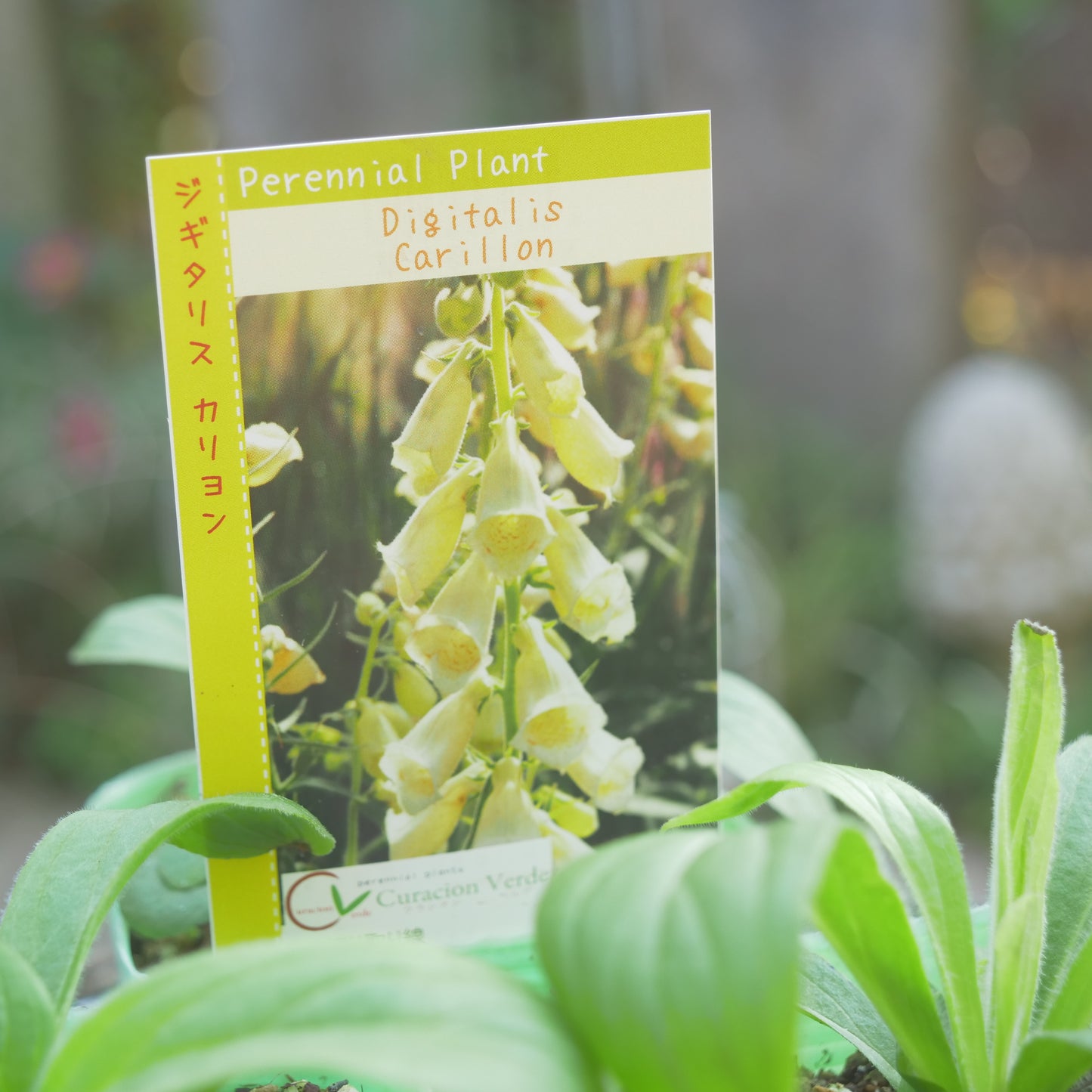 秋に植えて、初夏に咲く花 ジキタリス 【カリヨン】