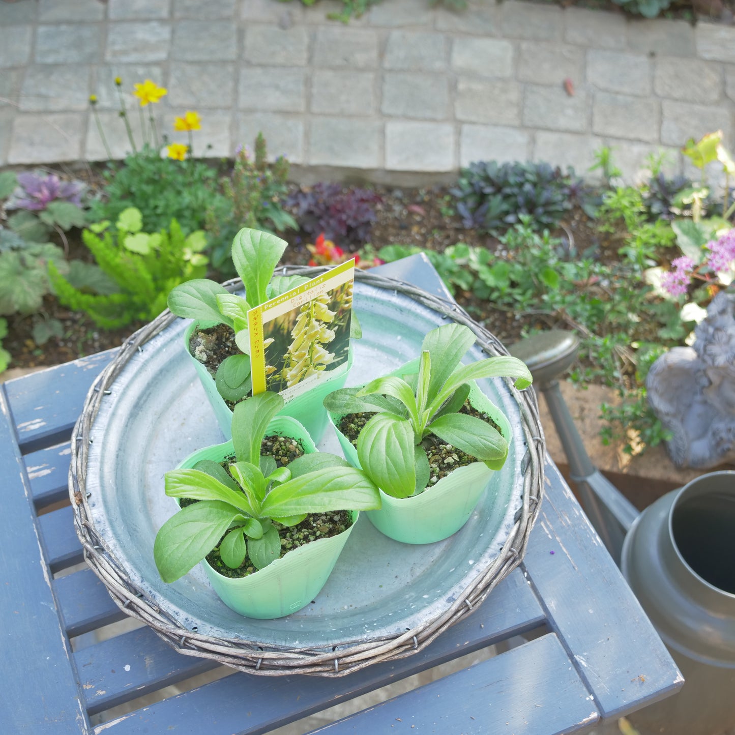 秋に植えて、初夏に咲く花 ジキタリス 【カリヨン】