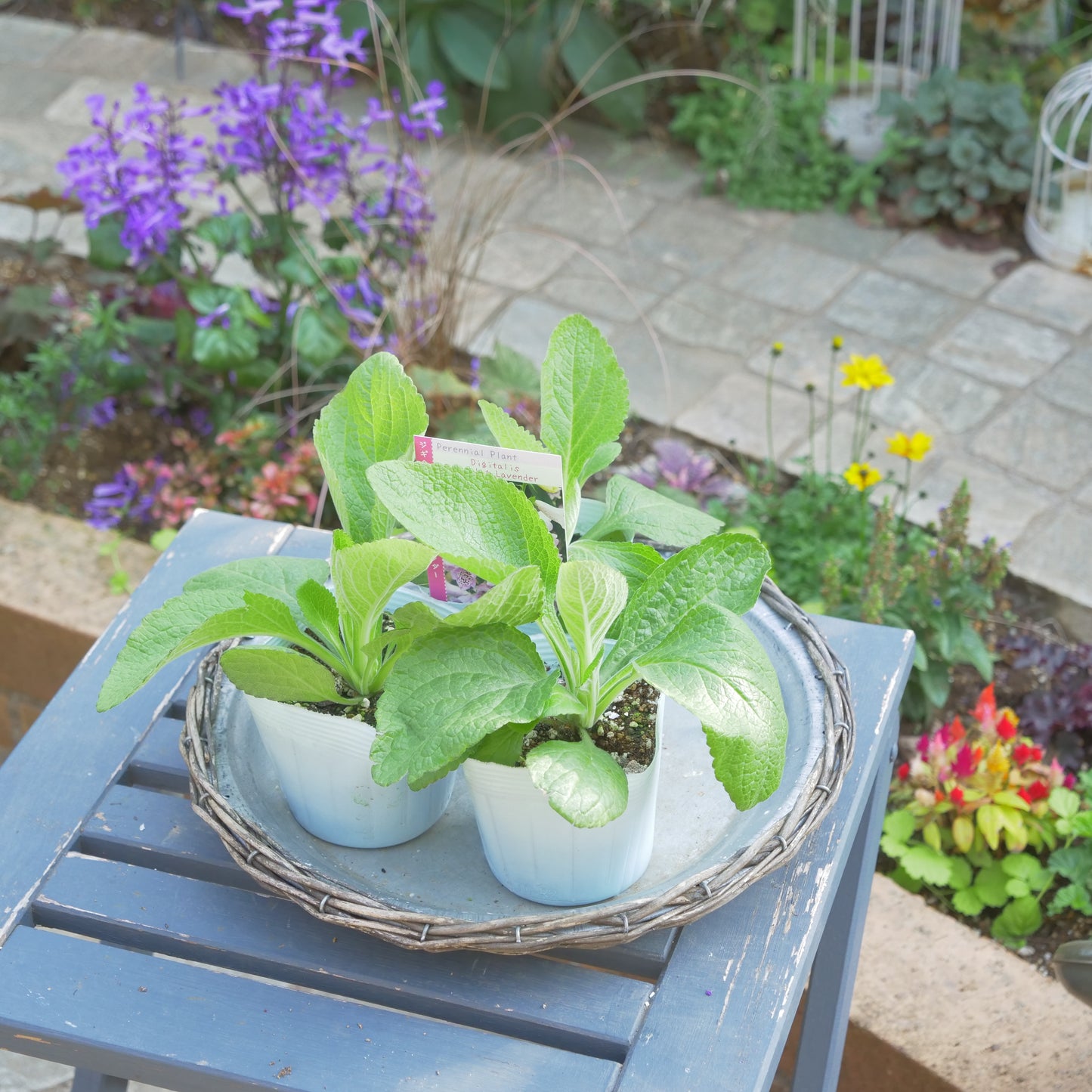 秋に植えて、初夏に咲く花 ジキタリス 【キャメロットラベンダー】