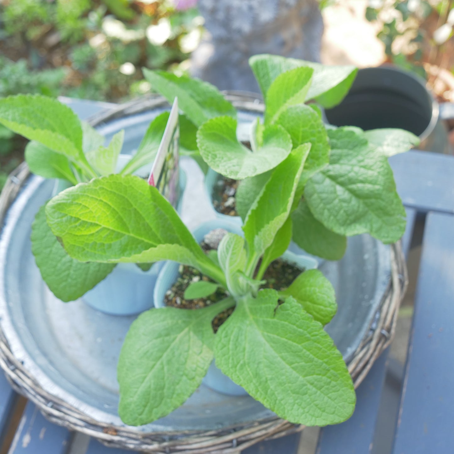 秋に植えて、初夏に咲く花 ジキタリス 【キャメロットラベンダー】