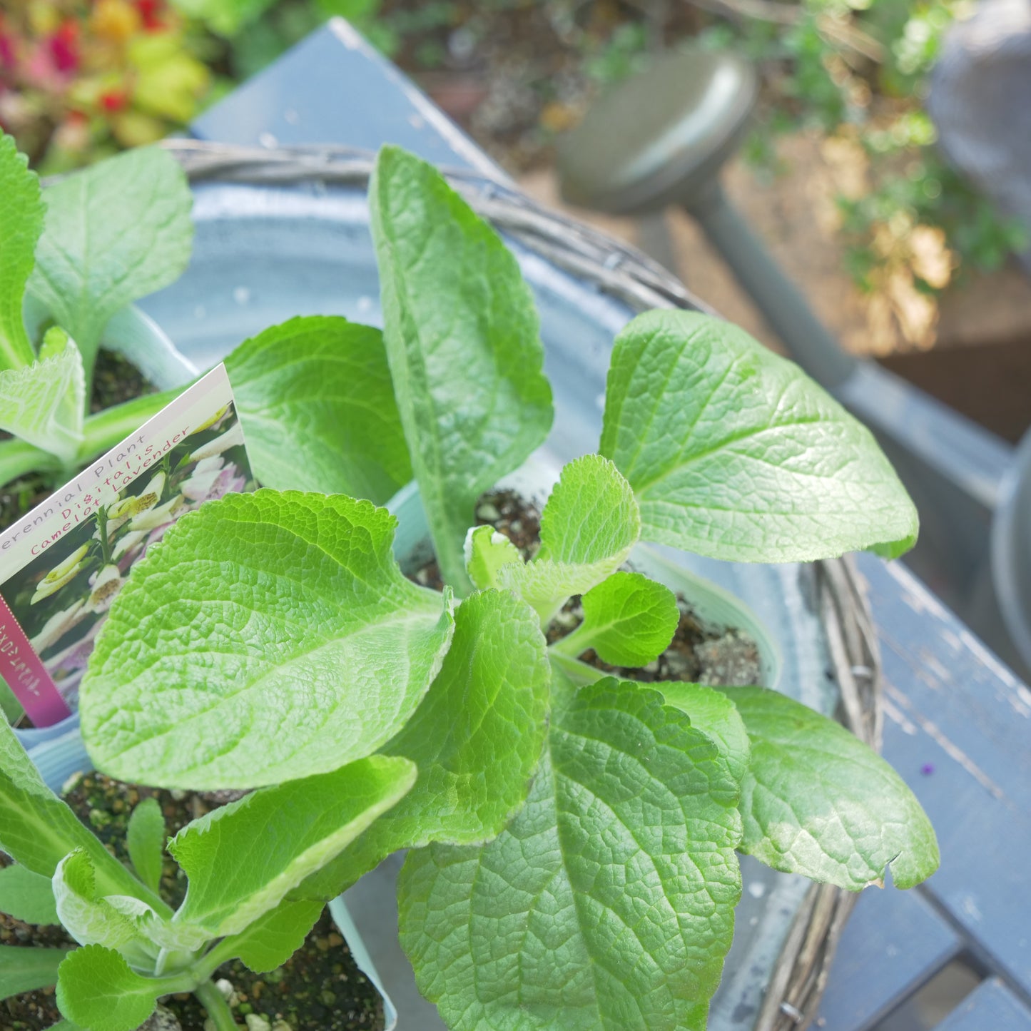 秋に植えて、初夏に咲く花 ジキタリス 【キャメロットラベンダー】