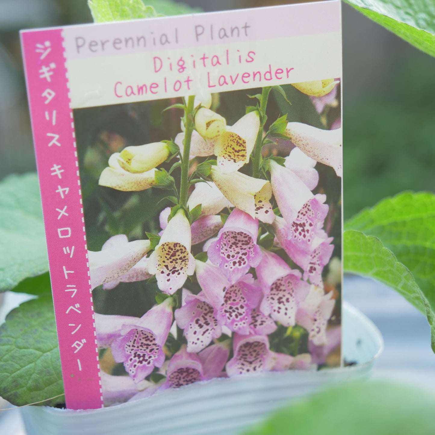 秋に植えて、初夏に咲く花 ジキタリス 【キャメロットラベンダー】