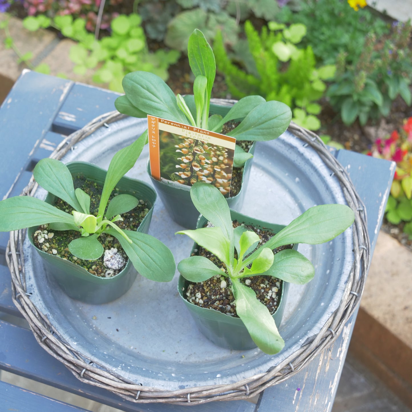 秋に植えて、初夏に咲く花 ジキタリス 【トロヤナ】