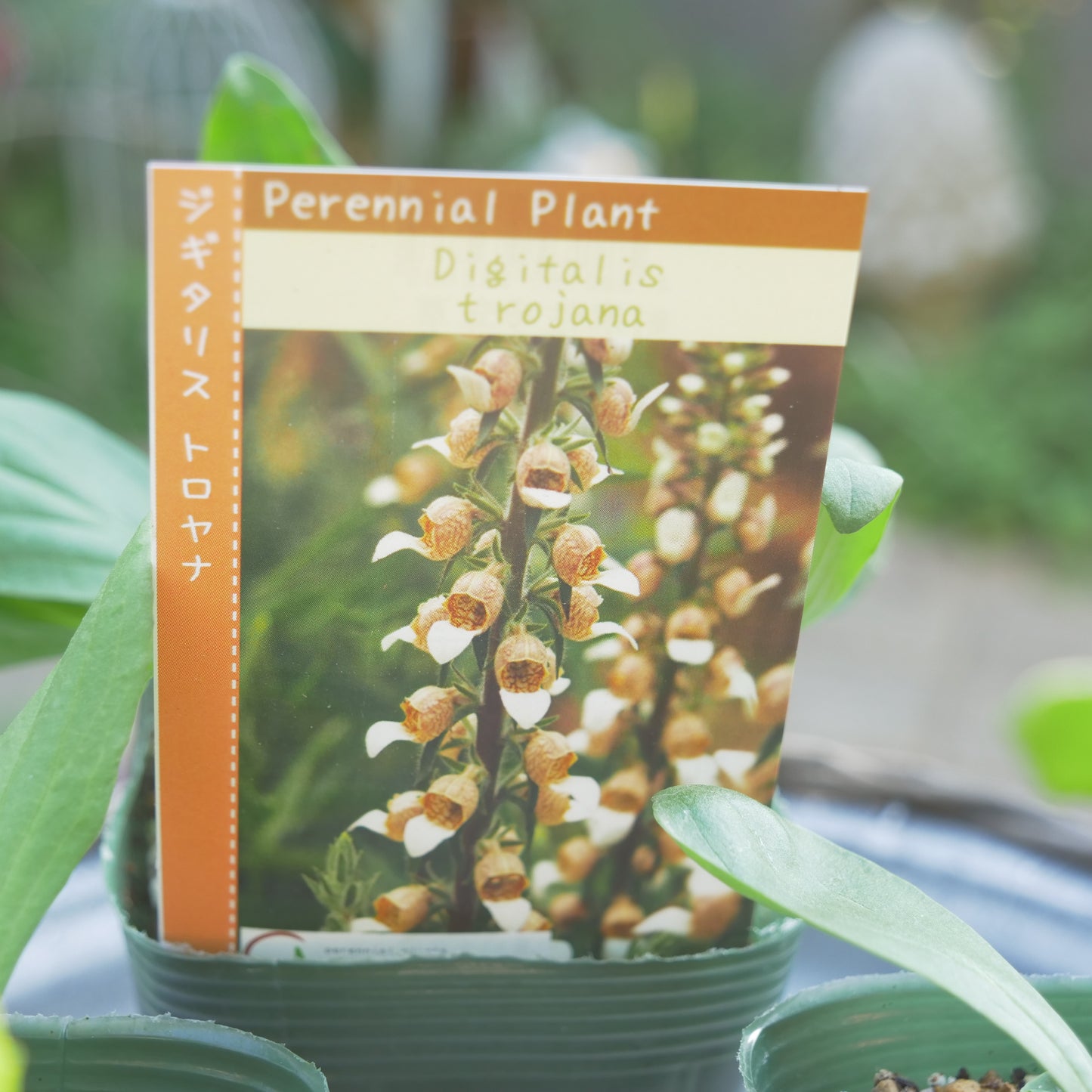 秋に植えて、初夏に咲く花 ジキタリス 【トロヤナ】