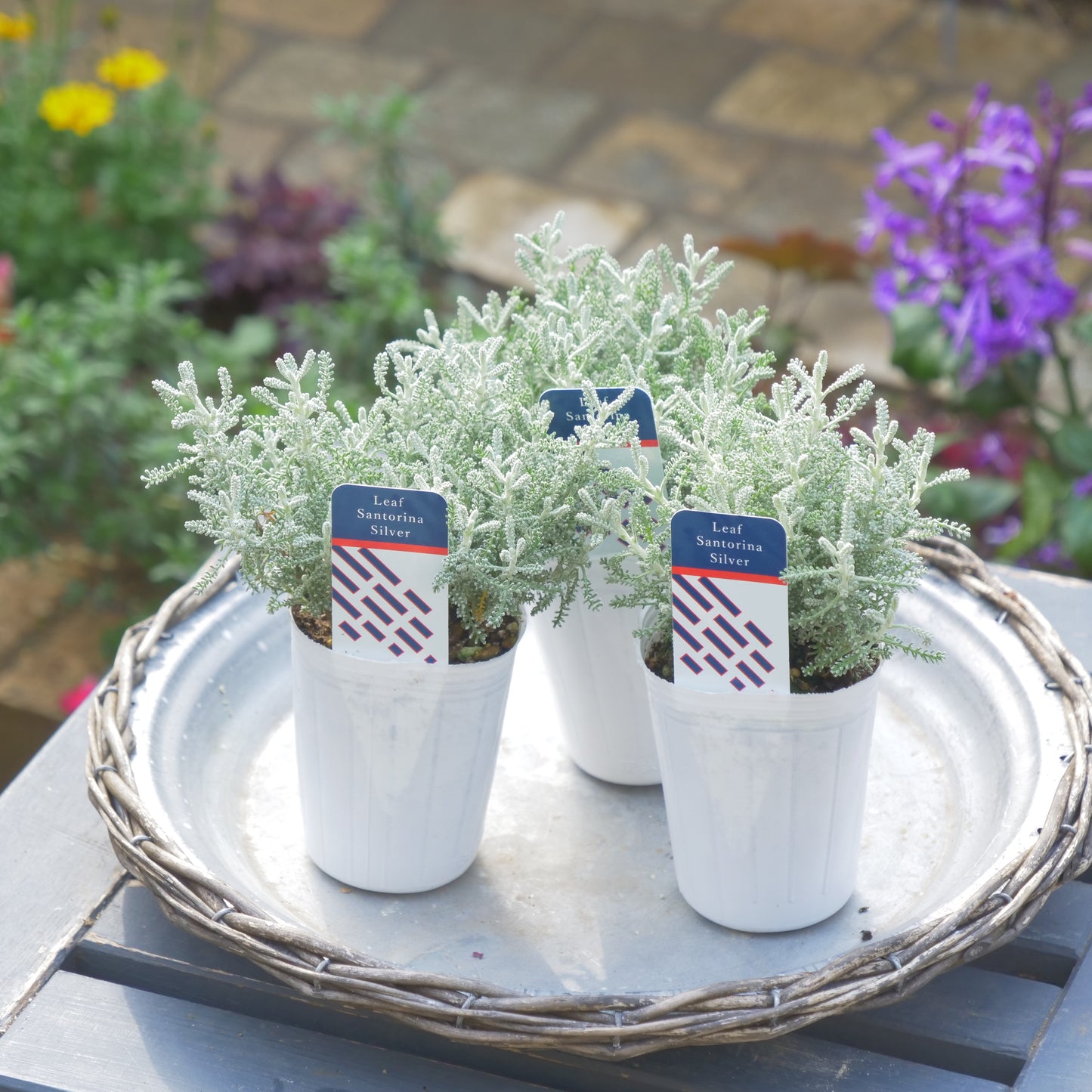 寄せ植えeasyシリーズ ハルグリンさんのサントリナ シルバー