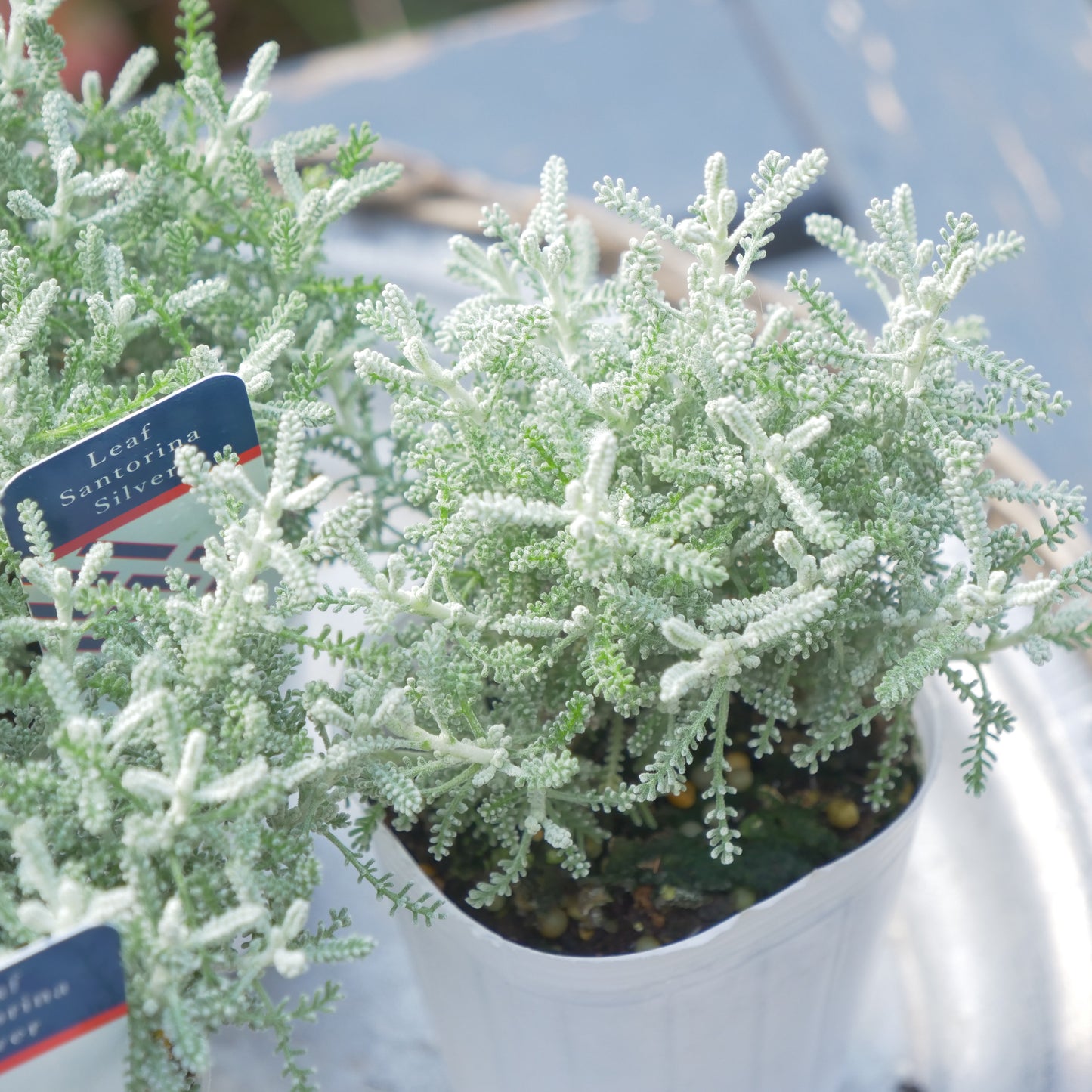 寄せ植えeasyシリーズ ハルグリンさんのサントリナ シルバー