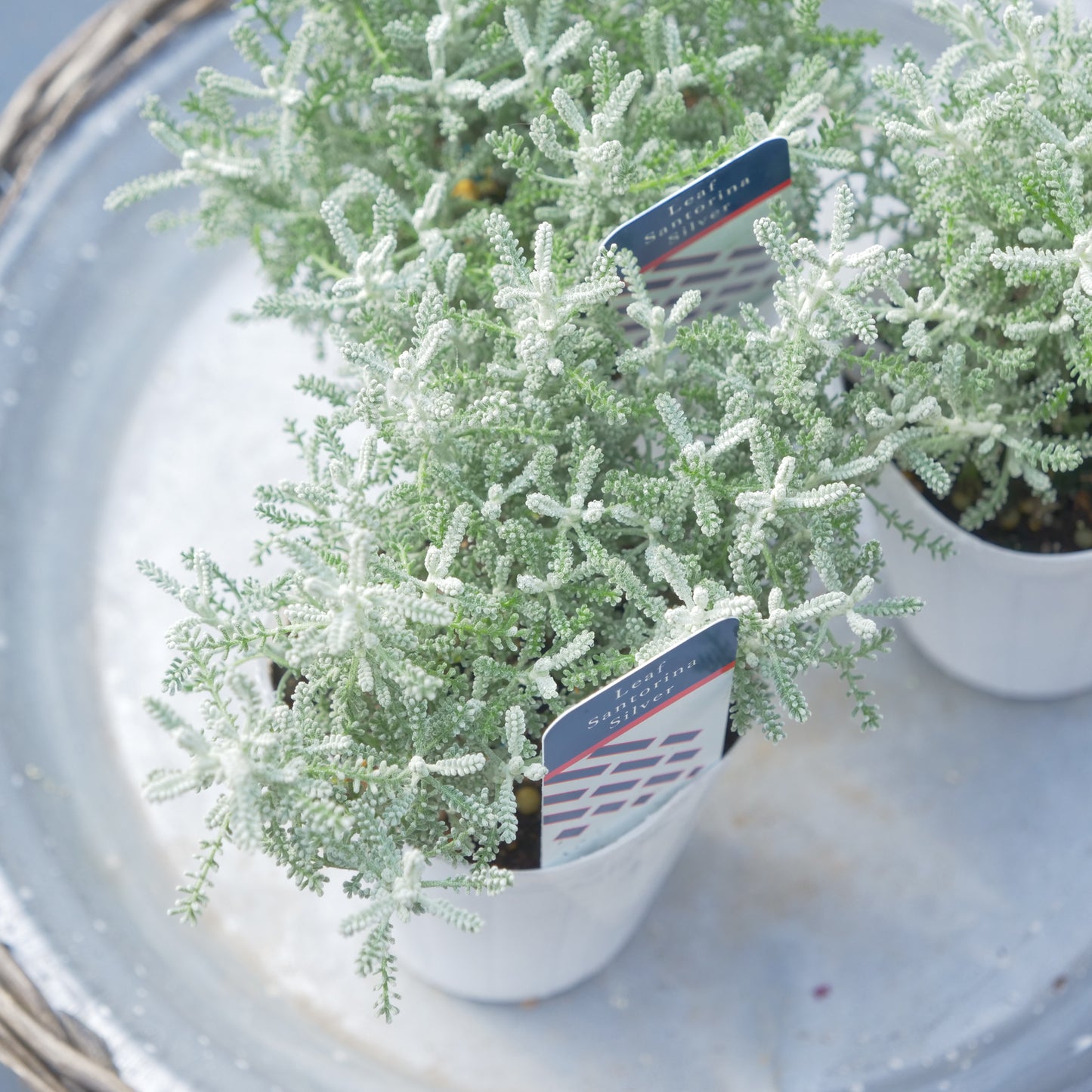 寄せ植えeasyシリーズ ハルグリンさんのサントリナ シルバー
