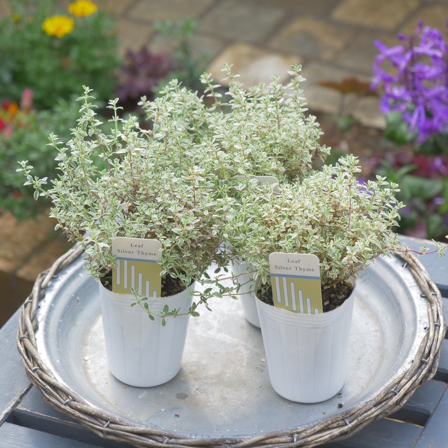 寄せ植えeasyシリーズ ハルグリンさんのシルバータイム 数本植え
