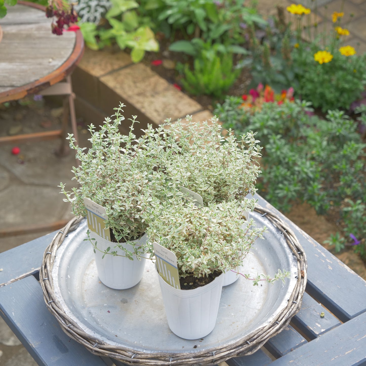 寄せ植えeasyシリーズ ハルグリンさんのシルバータイム 数本植え