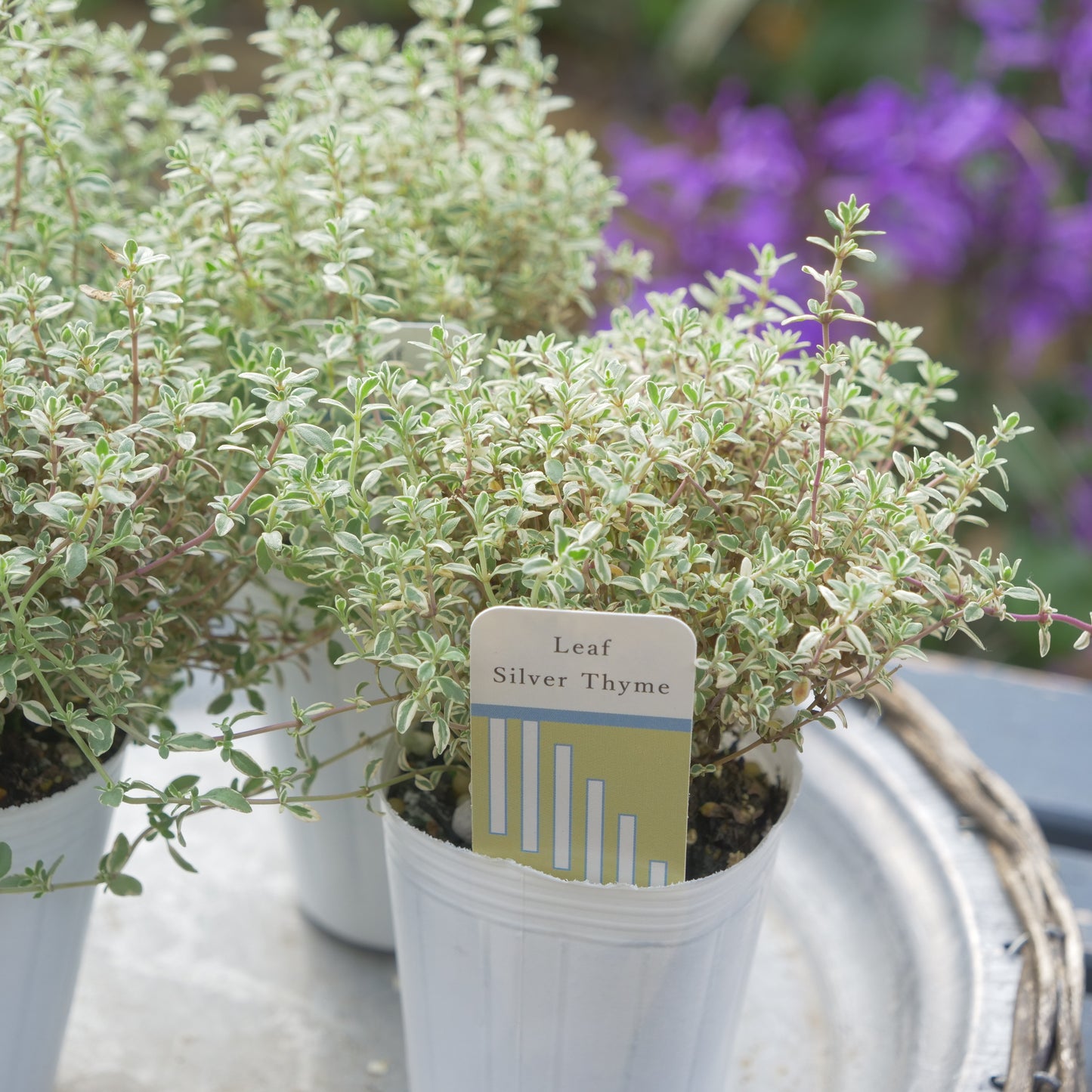 寄せ植えeasyシリーズ ハルグリンさんのシルバータイム 数本植え