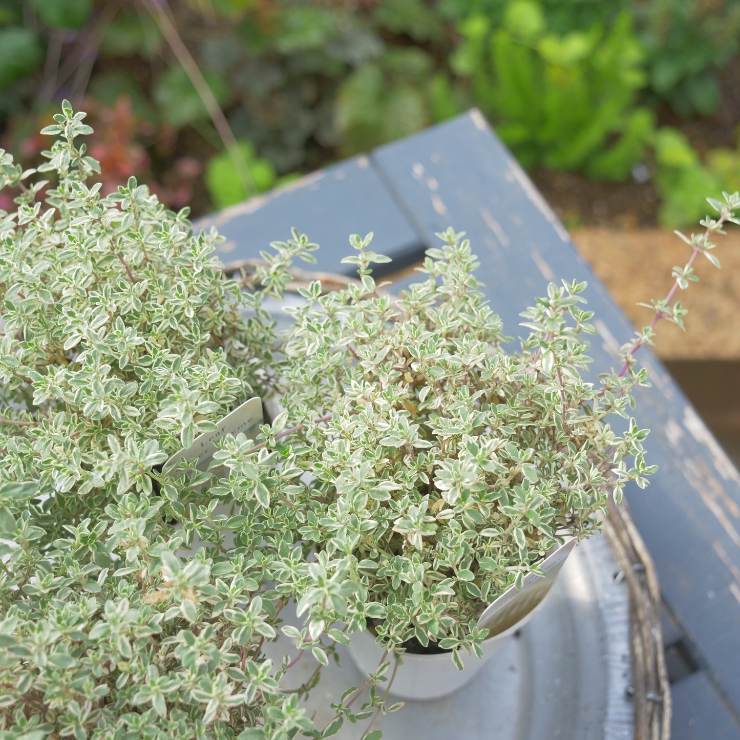 寄せ植えeasyシリーズ ハルグリンさんのシルバータイム 数本植え