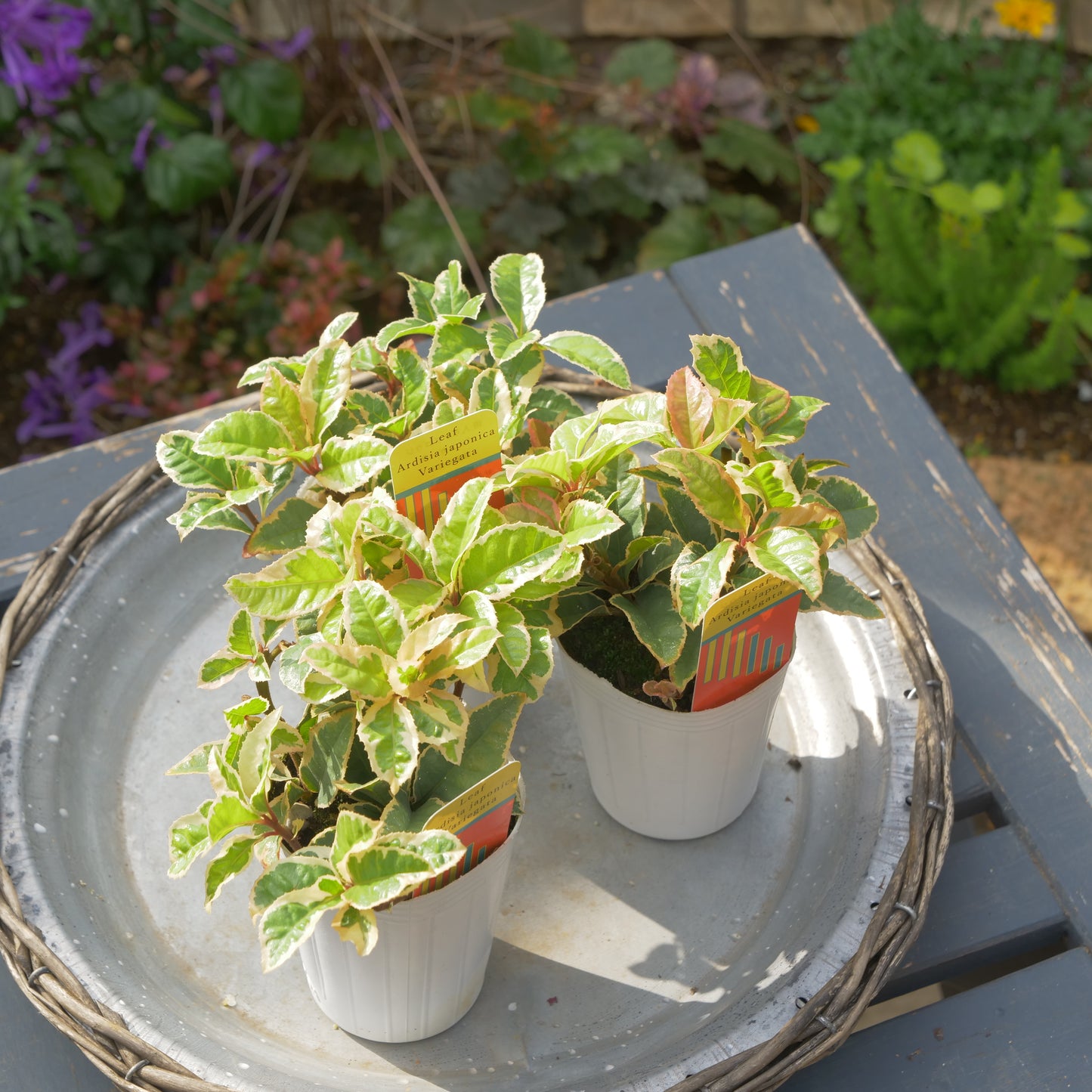 寄せ植えeasyシリーズ ハルグリンさんの斑入りヤブコウジ 2~3本植え