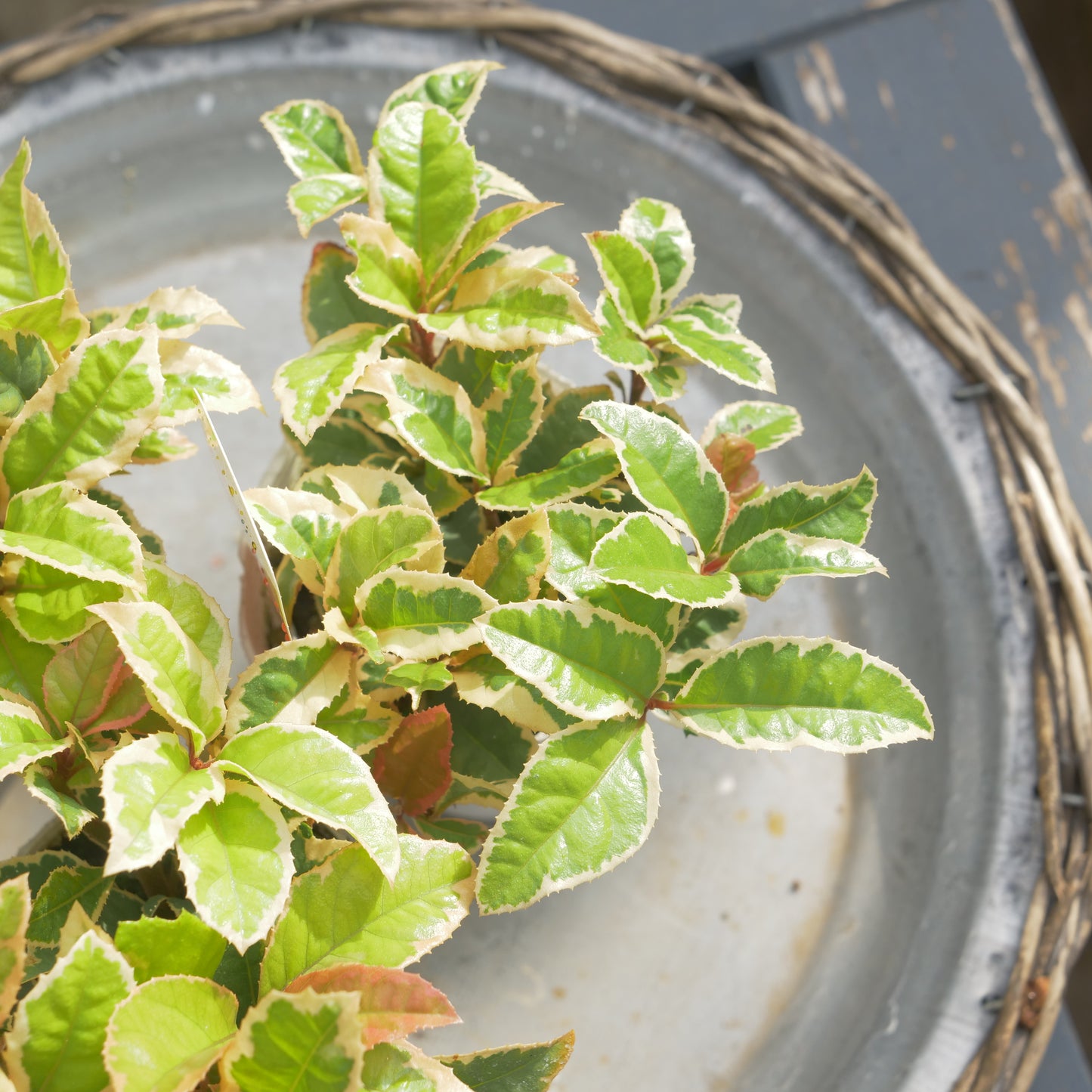 寄せ植えeasyシリーズ ハルグリンさんの斑入りヤブコウジ 2~3本植え