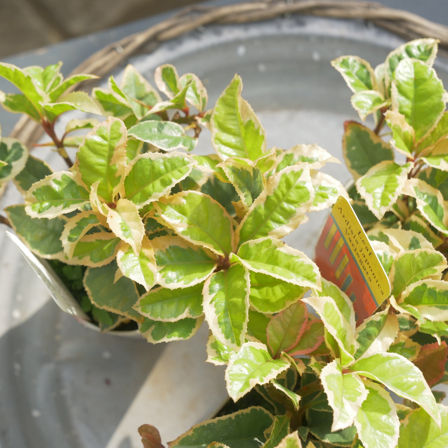 寄せ植えeasyシリーズ ハルグリンさんの斑入りヤブコウジ 2~3本植え