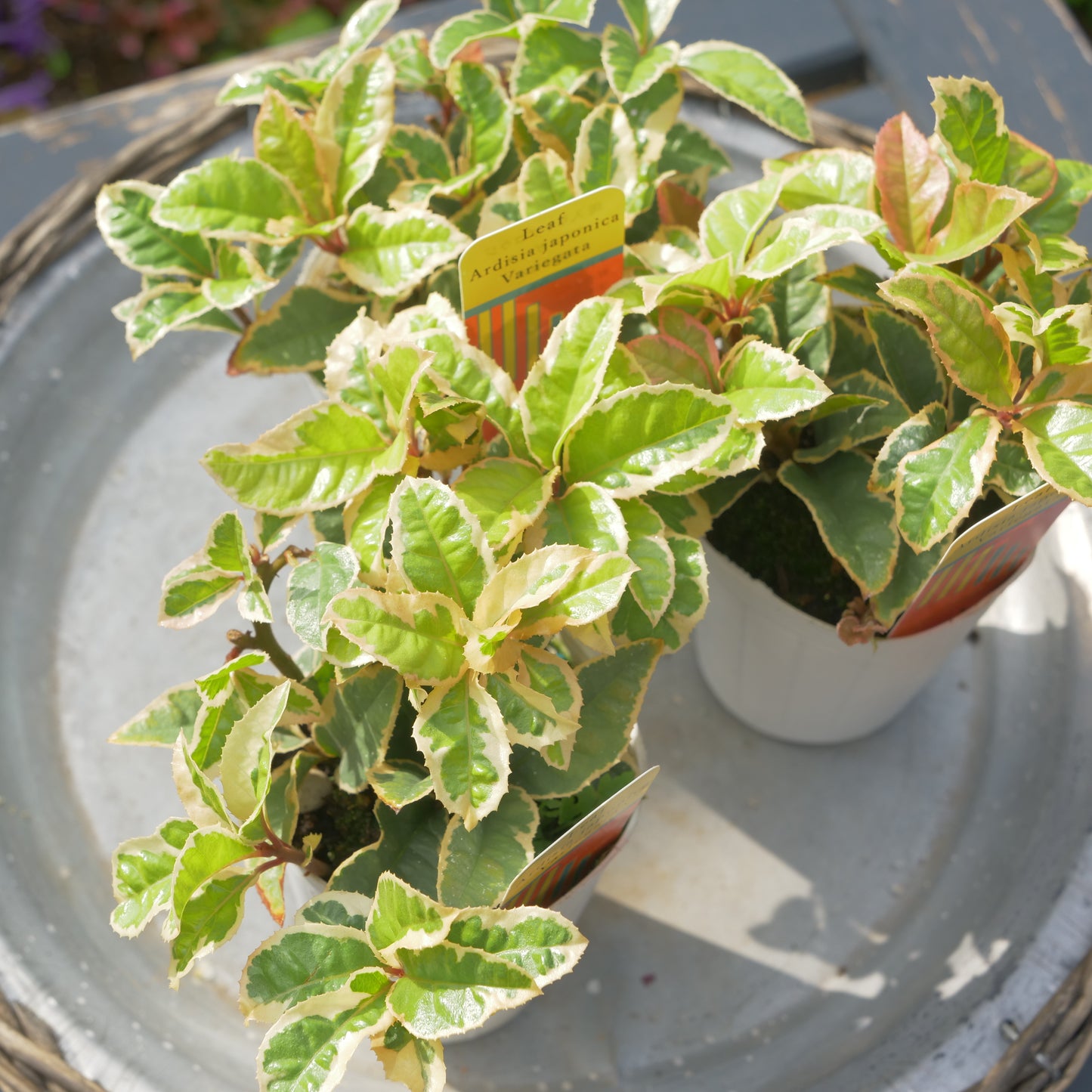 寄せ植えeasyシリーズ ハルグリンさんの斑入りヤブコウジ 2~3本植え