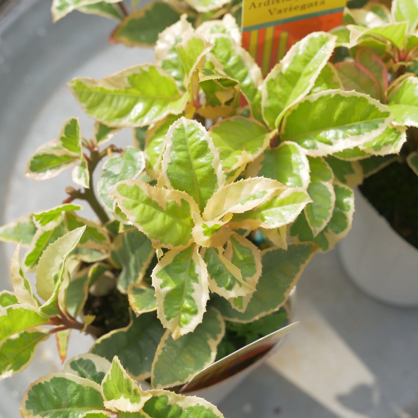 寄せ植えeasyシリーズ ハルグリンさんの斑入りヤブコウジ 2~3本植え