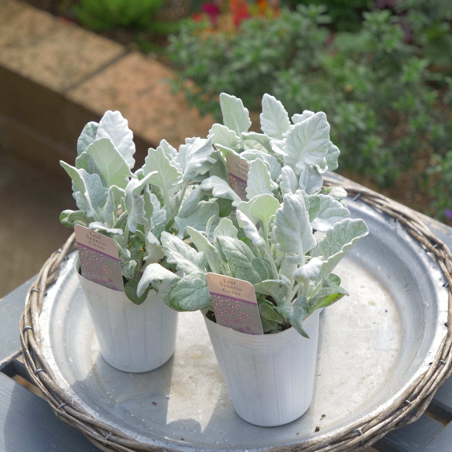 寄せ植えeasyシリーズ ハルグリンさんのシロタエギク シリウス 2~3本植え