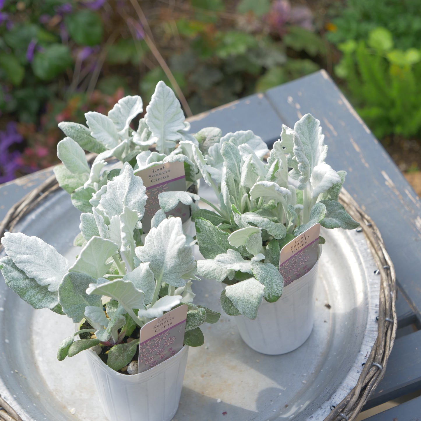 寄せ植えeasyシリーズ ハルグリンさんのシロタエギク シリウス 2~3本植え