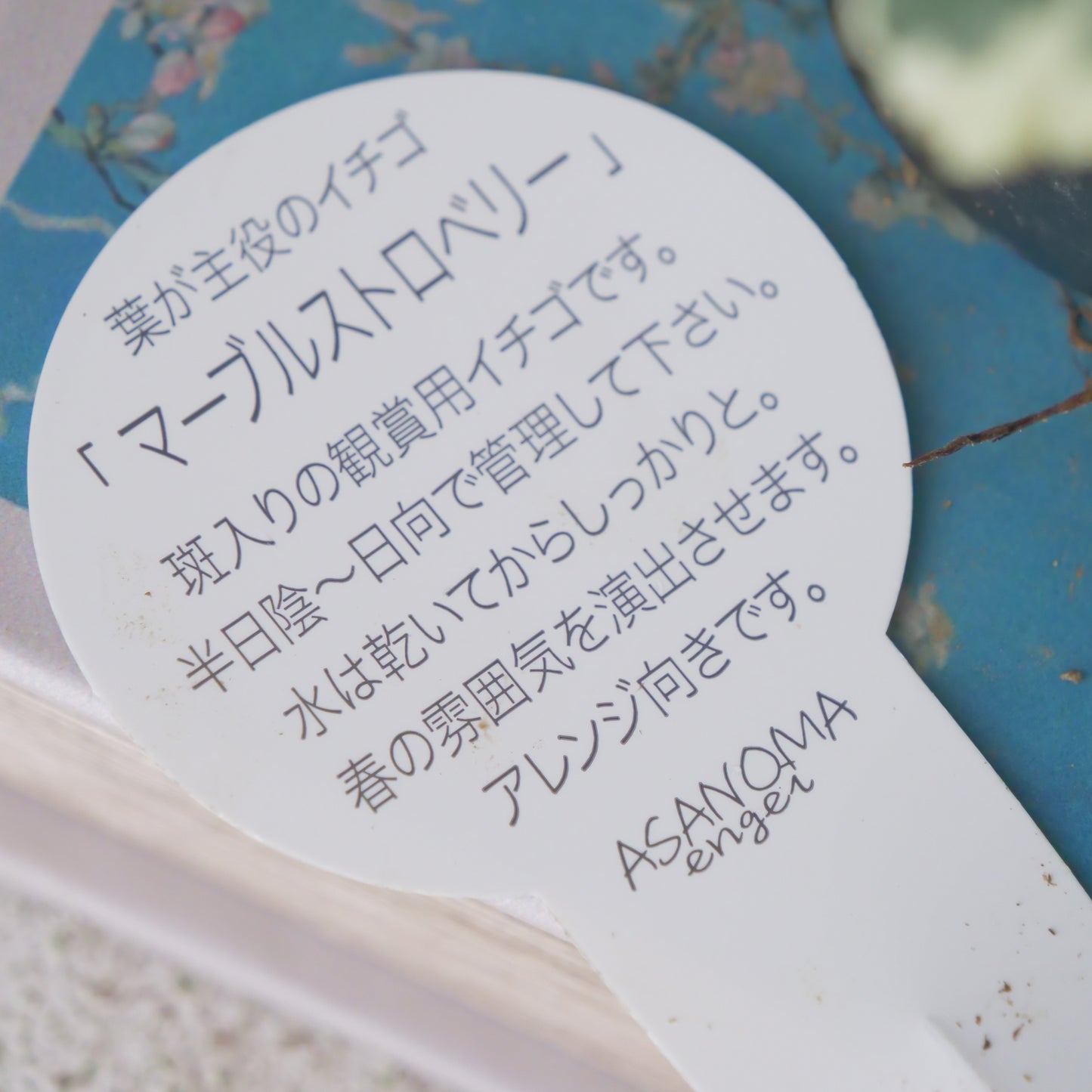 斑入りイチゴ【マーブルストロベリー】
