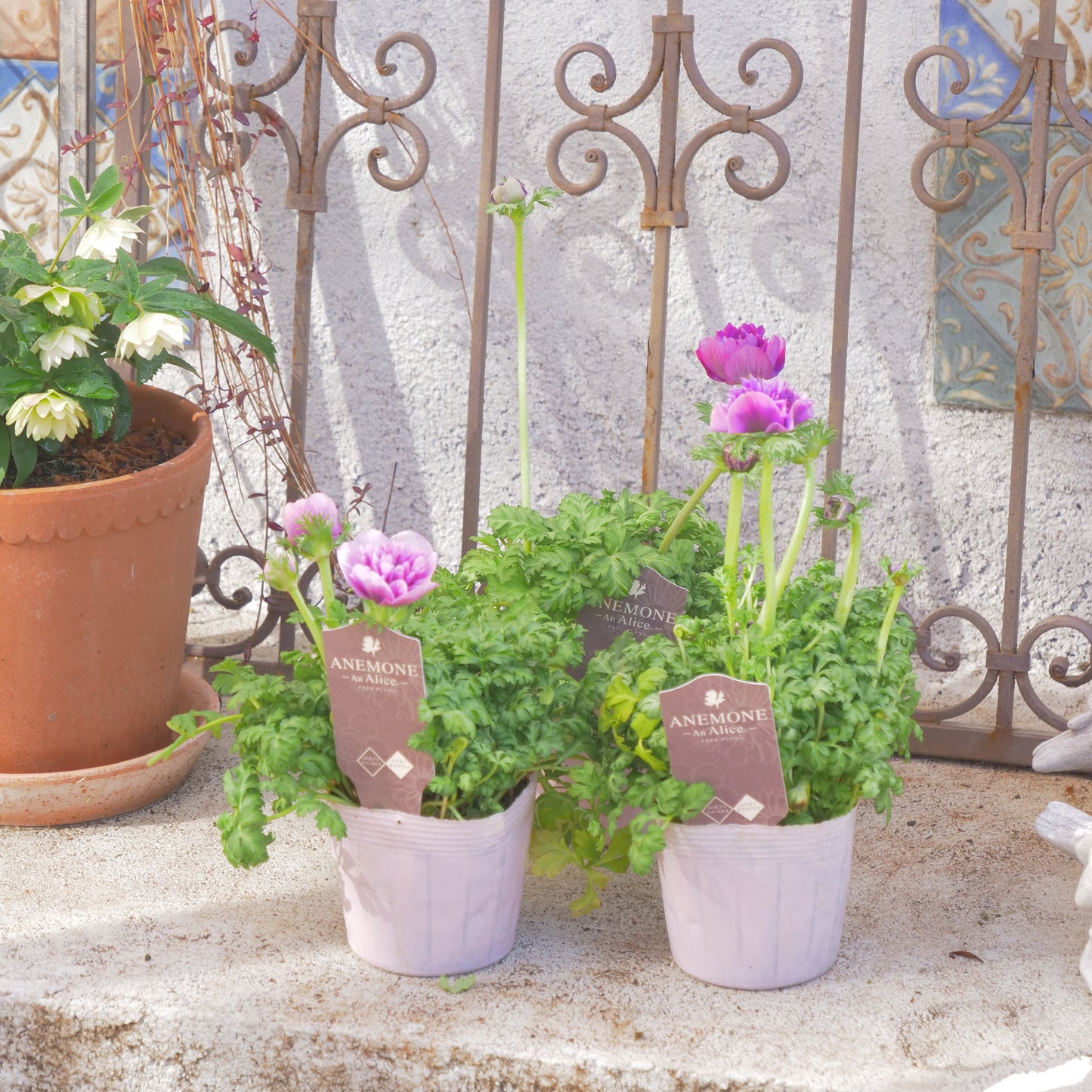 冬の庭、寄せ植えにハボタン【ヴィンテージベイン】【フリルの葉】K‐Plantsさんオリジナル