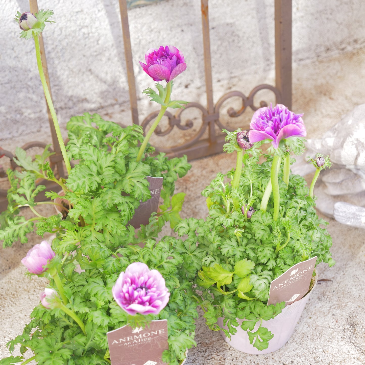 冬の庭、寄せ植えにハボタン【ヴィンテージベイン】【フリルの葉】K‐Plantsさんオリジナル