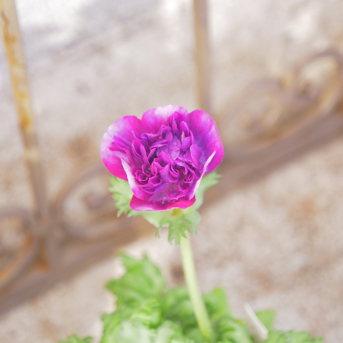 冬の庭、寄せ植えにハボタン【ヴィンテージベイン】【フリルの葉】K‐Plantsさんオリジナル