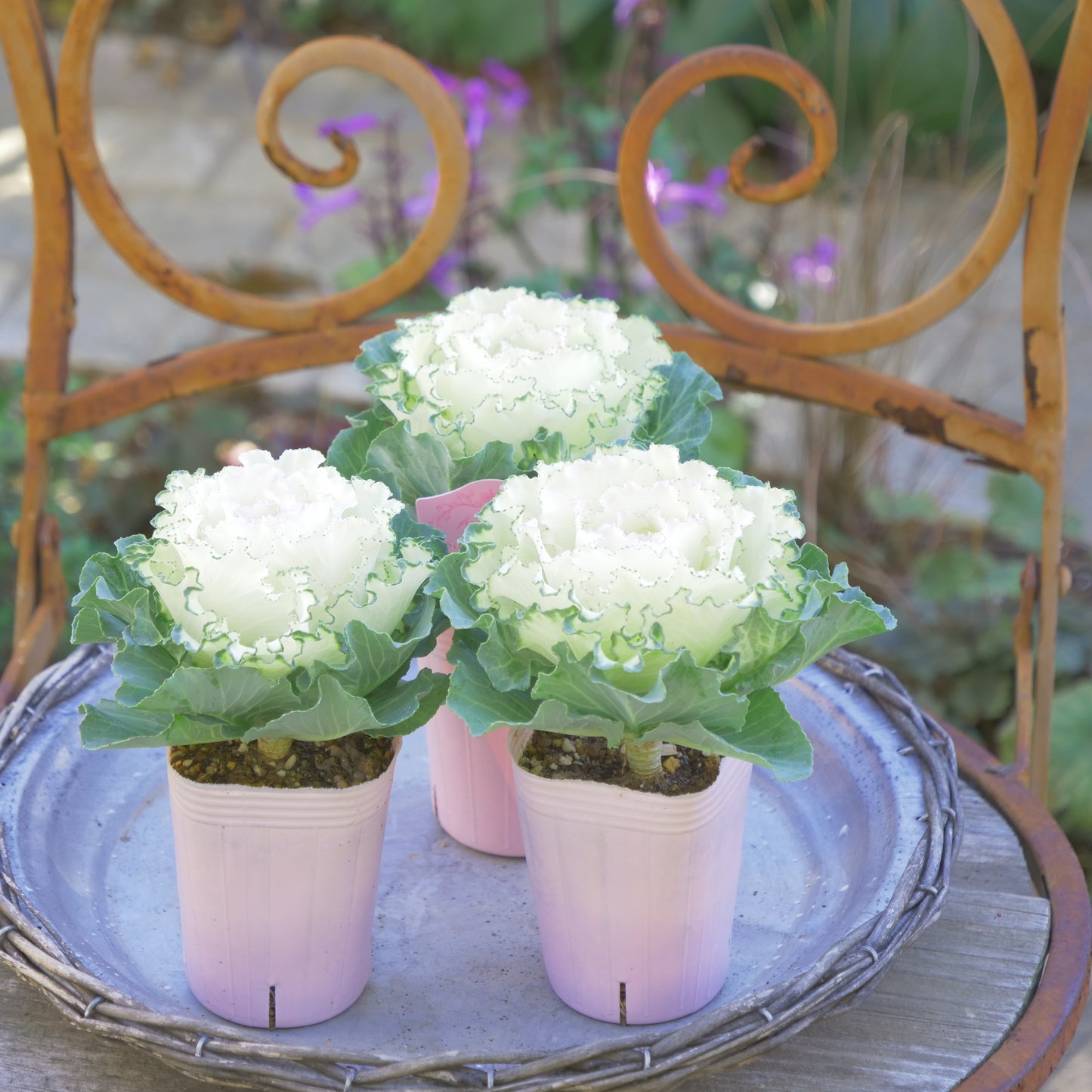 冬の庭、寄せ植えにハボタン【さくらホイップ】K‐Plantsさんオリジナル