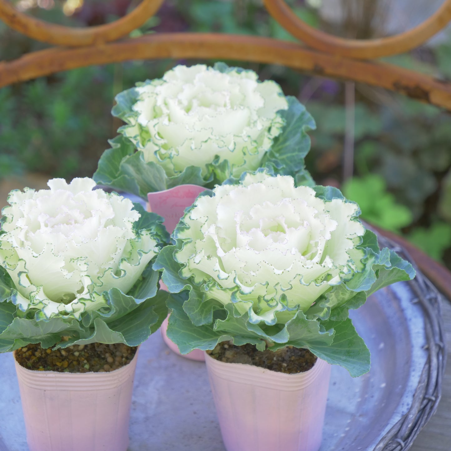 冬の庭、寄せ植えにハボタン【さくらホイップ】K‐Plantsさんオリジナル